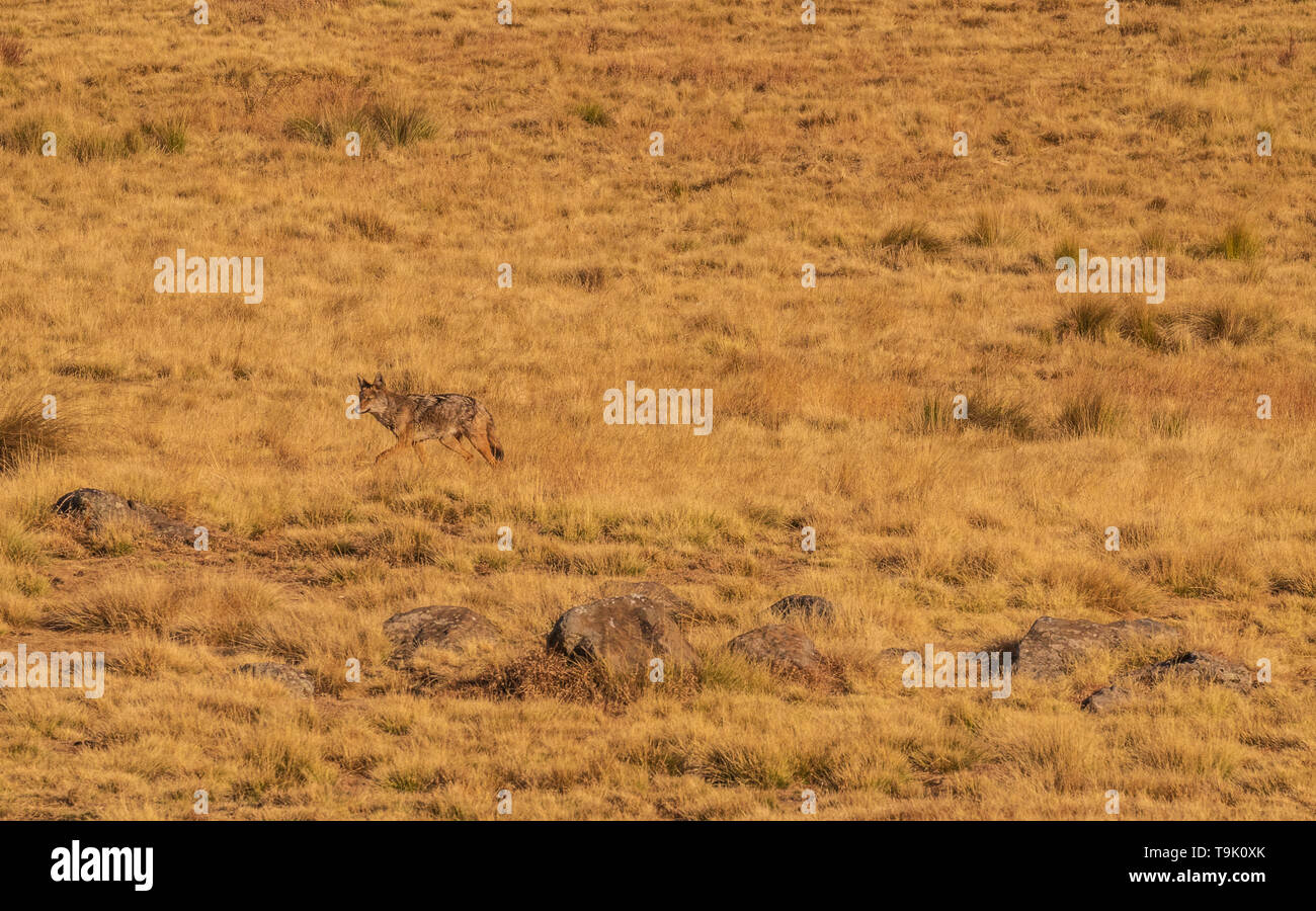 Giovane lupo etiope in Simien Mountains Foto Stock