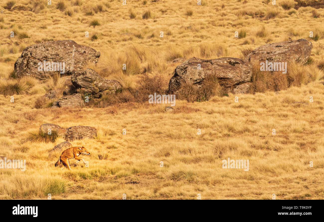 Northern lupo etiope in Simien Mountains iniziando un attacco Foto Stock