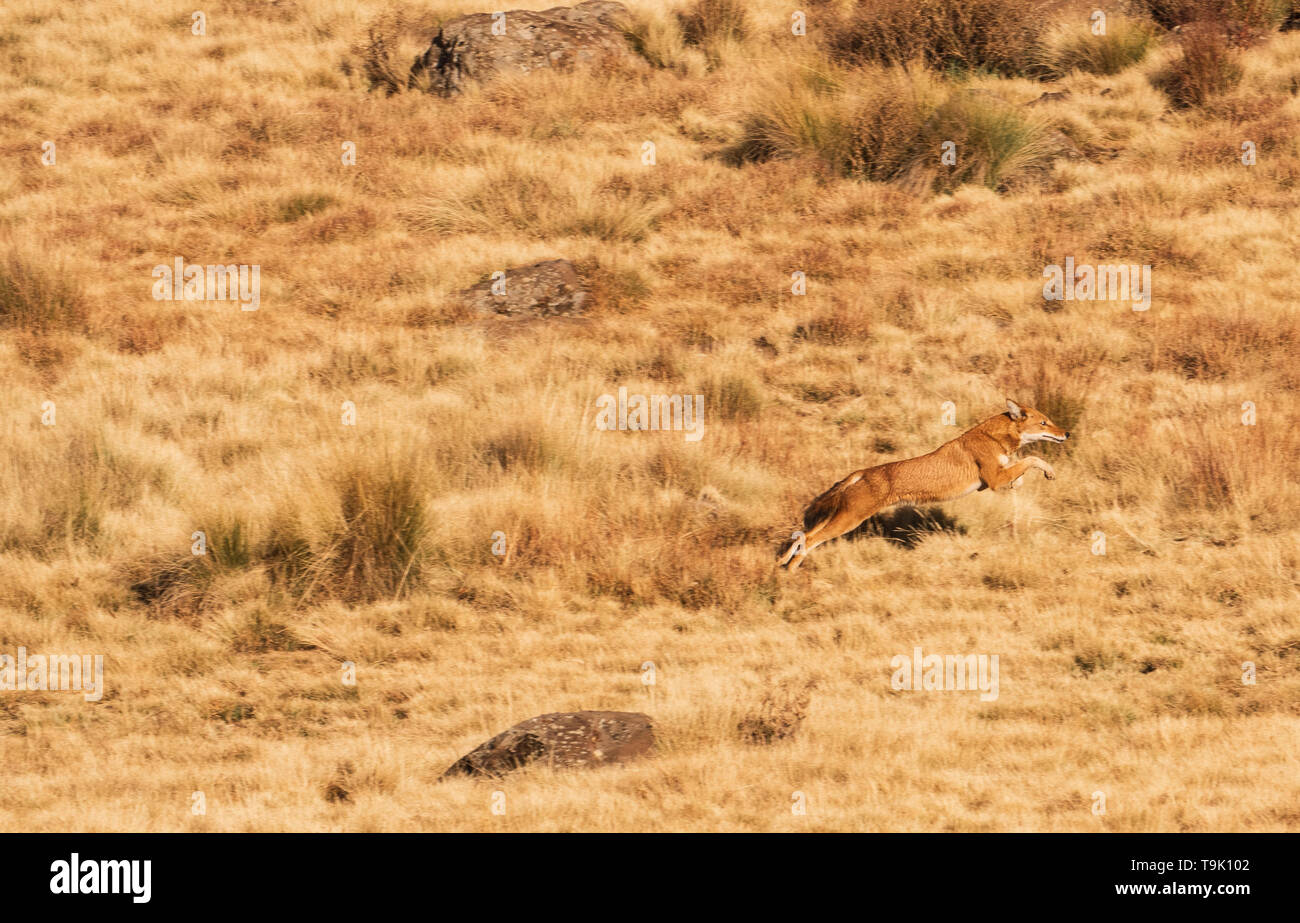 Northern lupo etiope in Simien Mountains iniziando un attacco Foto Stock