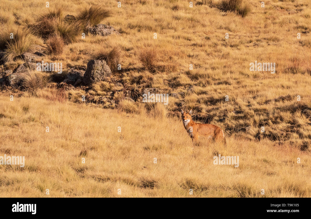 Northern lupo etiope in Simien Mountains Foto Stock