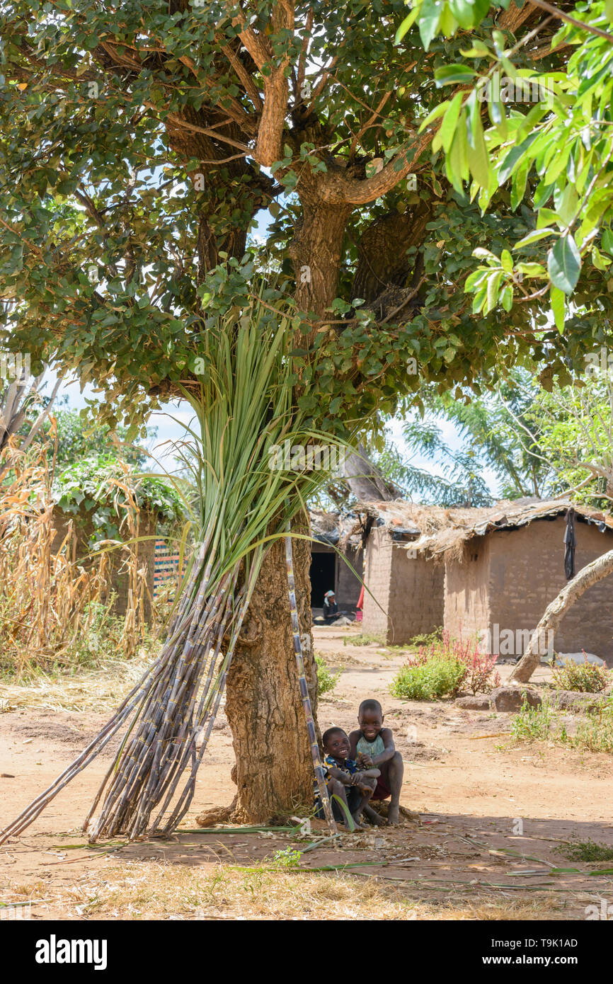 I ragazzi del Malawi sotto un albero la vendita di canna da zucchero in un villaggio in Malawi centrale Foto Stock