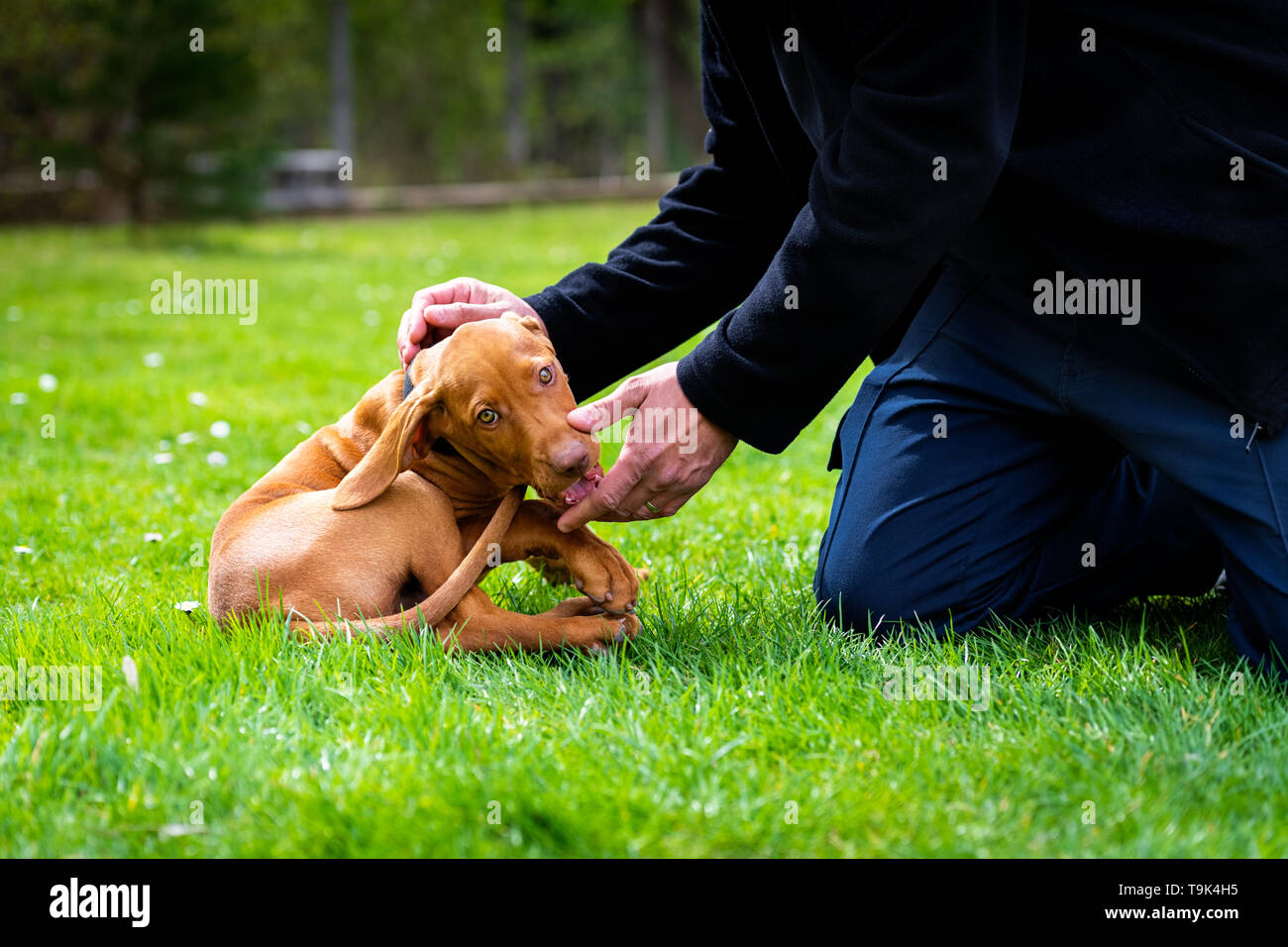 2 mesi di età carino vizsla ungherese cucciolo di cane morde i proprietari  delle dita durante la riproduzione all'aperto nel giardino. Addestramento di  obbedienza Foto stock - Alamy