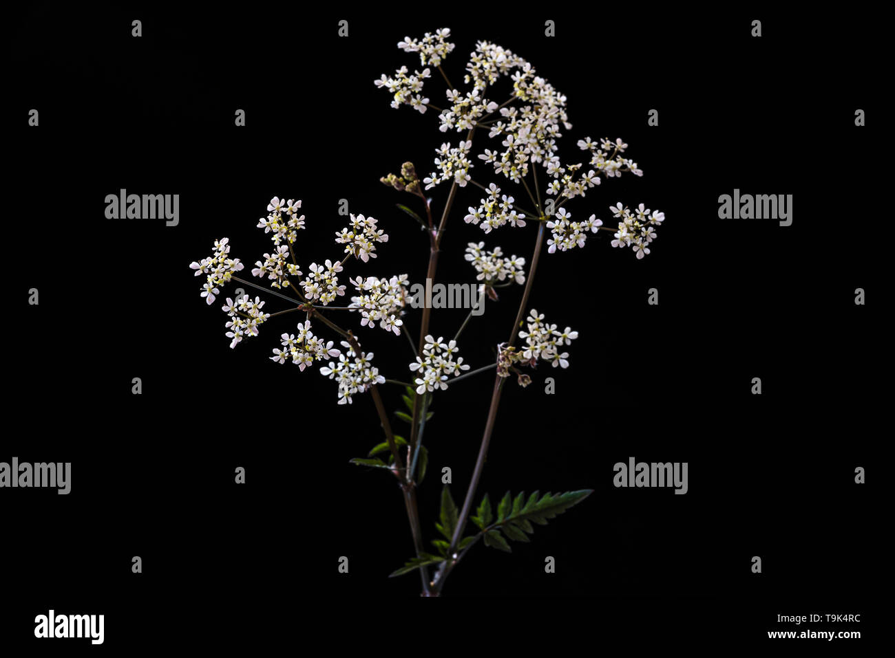 Anthriscus sylvestris Ravenswing, apiaceae. Mucca prezzemolo, fiori di colore bianco. Foto Stock