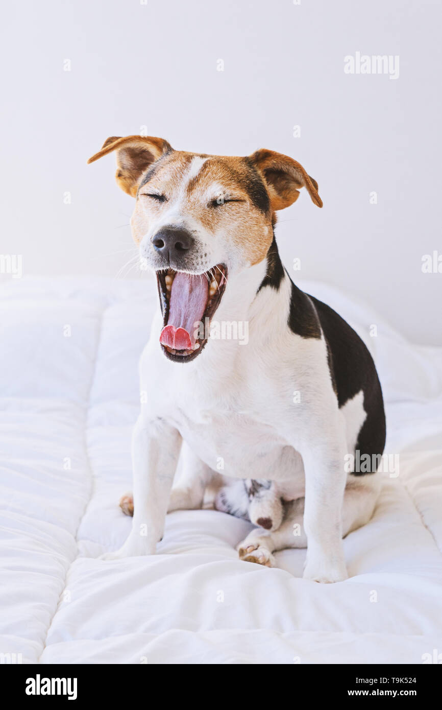 Ritratto di adorabili carino jack russell cucciolo di cane sbadigliare sul letto bianco luce in camera da letto. Mattina svegliatevi di routine e il pet health care concept Foto Stock