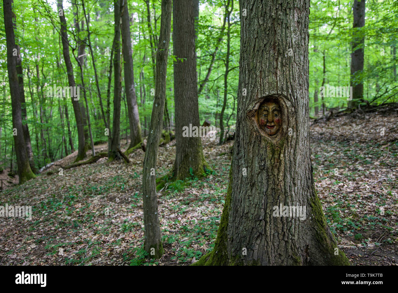 Volto scolpito in un tronco di albero, Steckeschlääfer-Klamm, Binger foresta, Bingen sul Reno, Renania-Palatinato, Germania Foto Stock