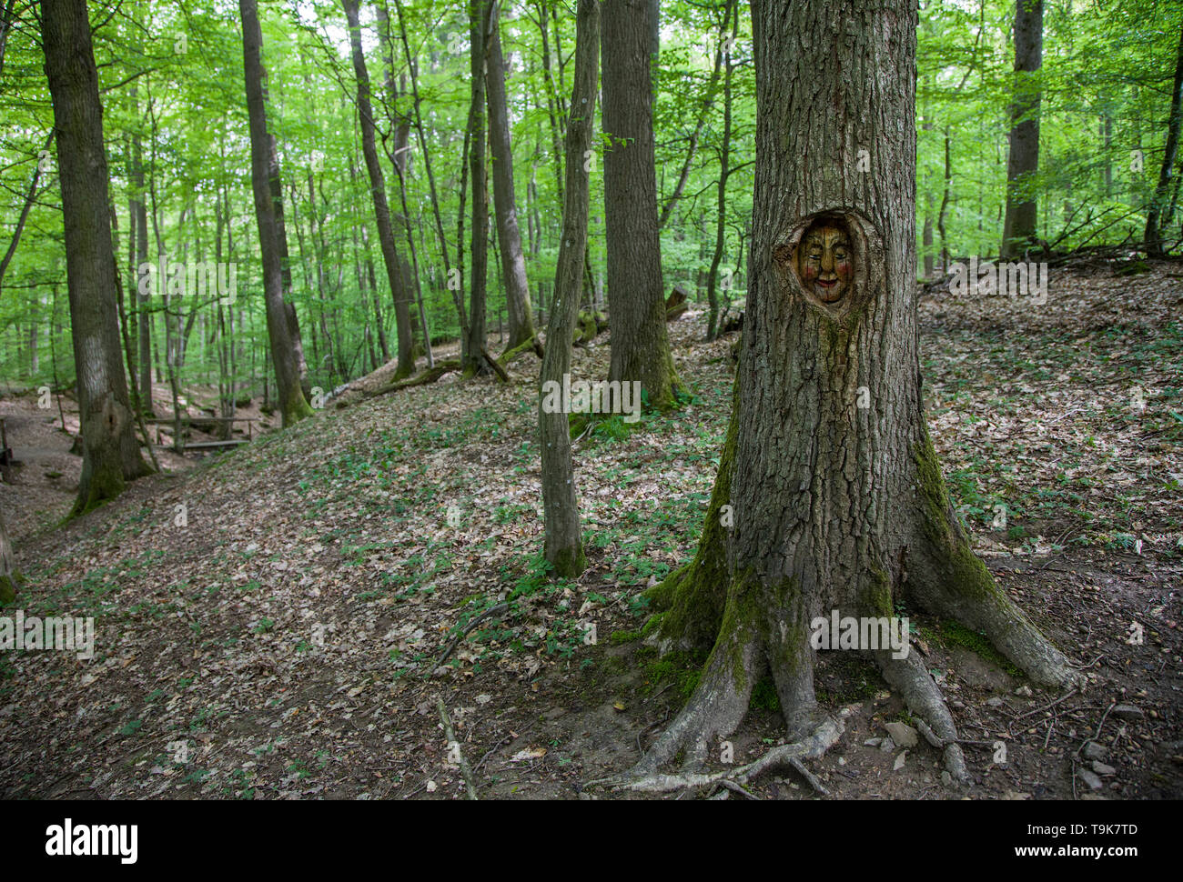 Volto scolpito in un tronco di albero, Steckeschlääfer-Klamm, Binger foresta, Bingen sul Reno, Renania-Palatinato, Germania Foto Stock