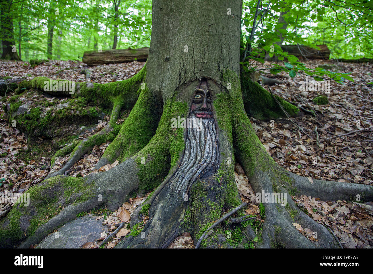 Volto scolpito in un tronco di albero, Steckeschlääfer-Klamm, Binger foresta, Bingen sul Reno, Renania-Palatinato, Germania Foto Stock