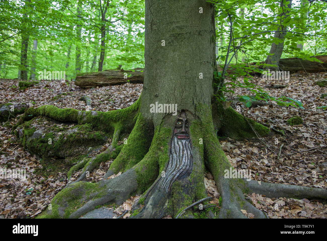 Volto scolpito in un tronco di albero, Steckeschlääfer-Klamm, Binger foresta, Bingen sul Reno, Renania-Palatinato, Germania Foto Stock