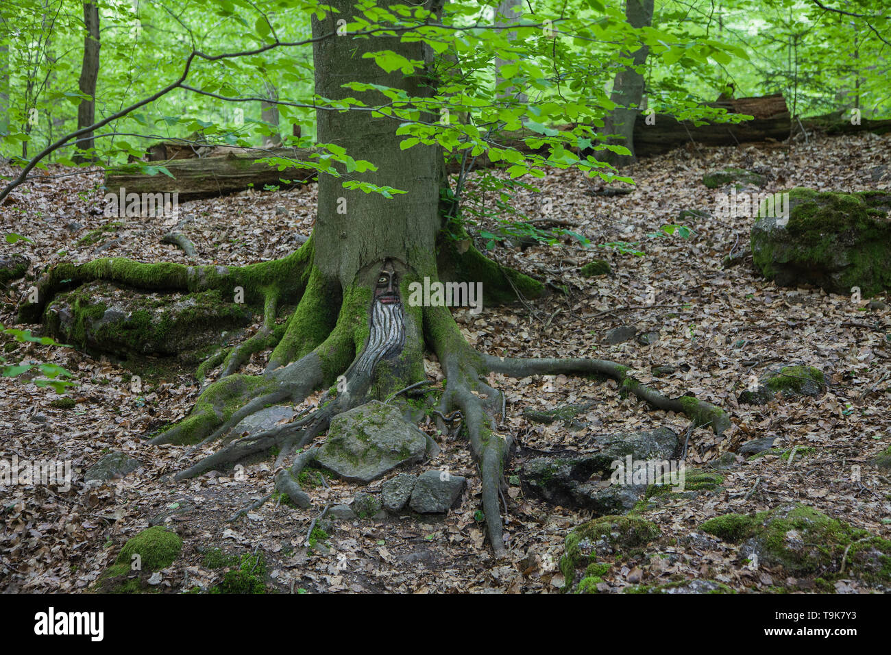 Volto scolpito in un tronco di albero, Steckeschlääfer-Klamm, Binger foresta, Bingen sul Reno, Renania-Palatinato, Germania Foto Stock