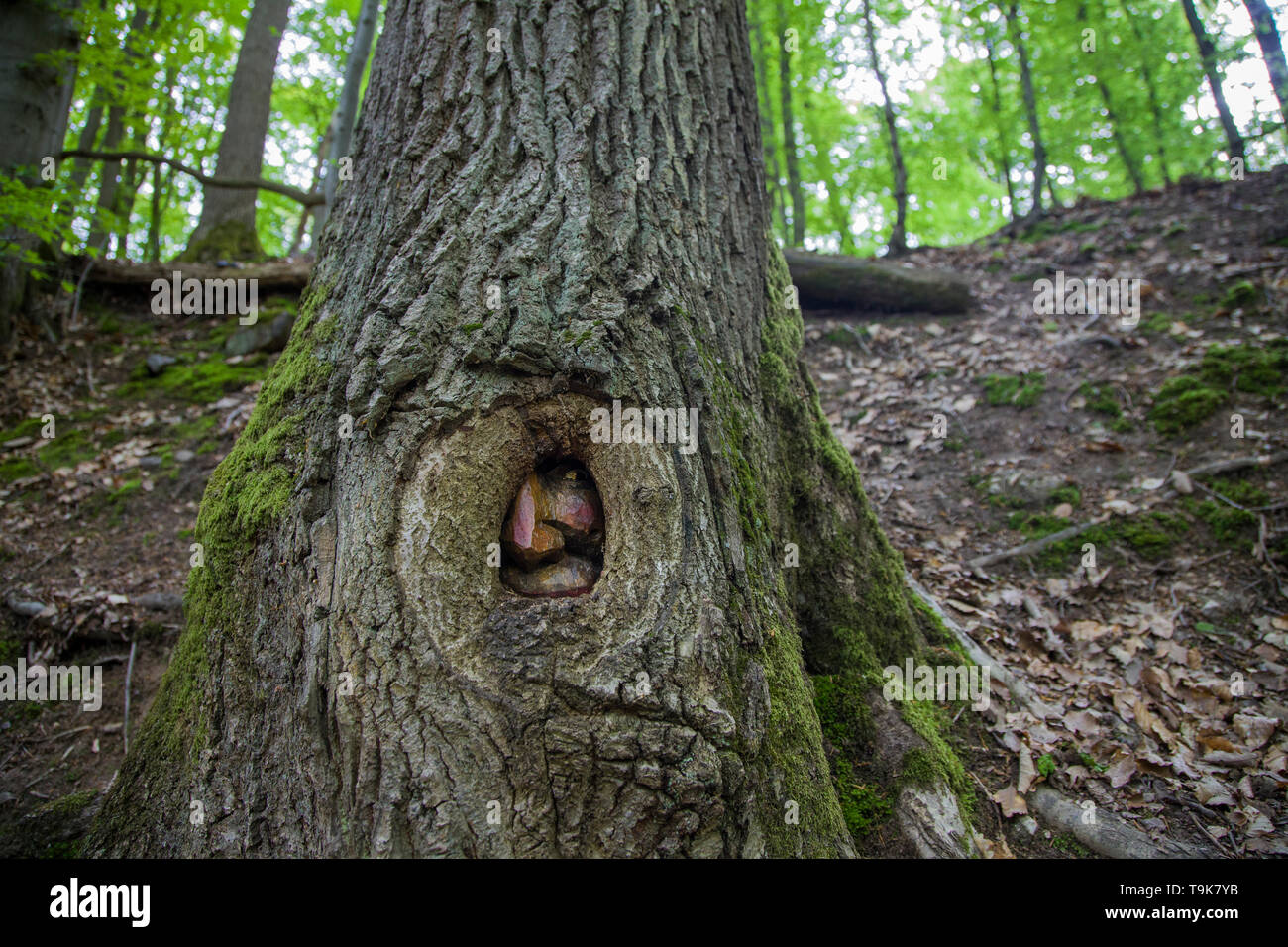 Volto scolpito in un tronco di albero, Steckeschlääfer-Klamm, Binger foresta, Bingen sul Reno, Renania-Palatinato, Germania Foto Stock