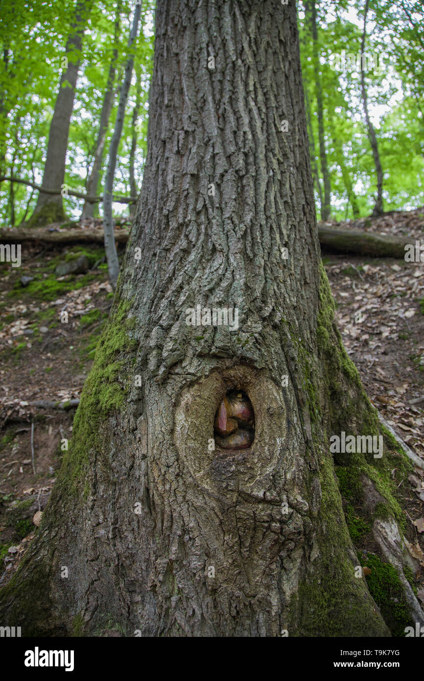 Volto scolpito in un tronco di albero, Steckeschlääfer-Klamm, Binger foresta, Bingen sul Reno, Renania-Palatinato, Germania Foto Stock
