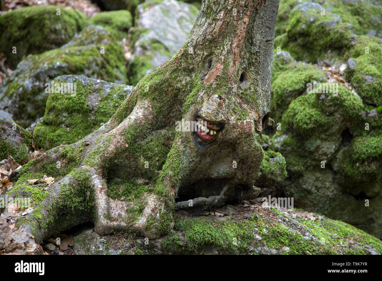 Volto scolpito in un ceppo di albero, Steckeschlääfer-Klamm, Binger foresta, Bingen sul Reno, Renania-Palatinato, Germania Foto Stock