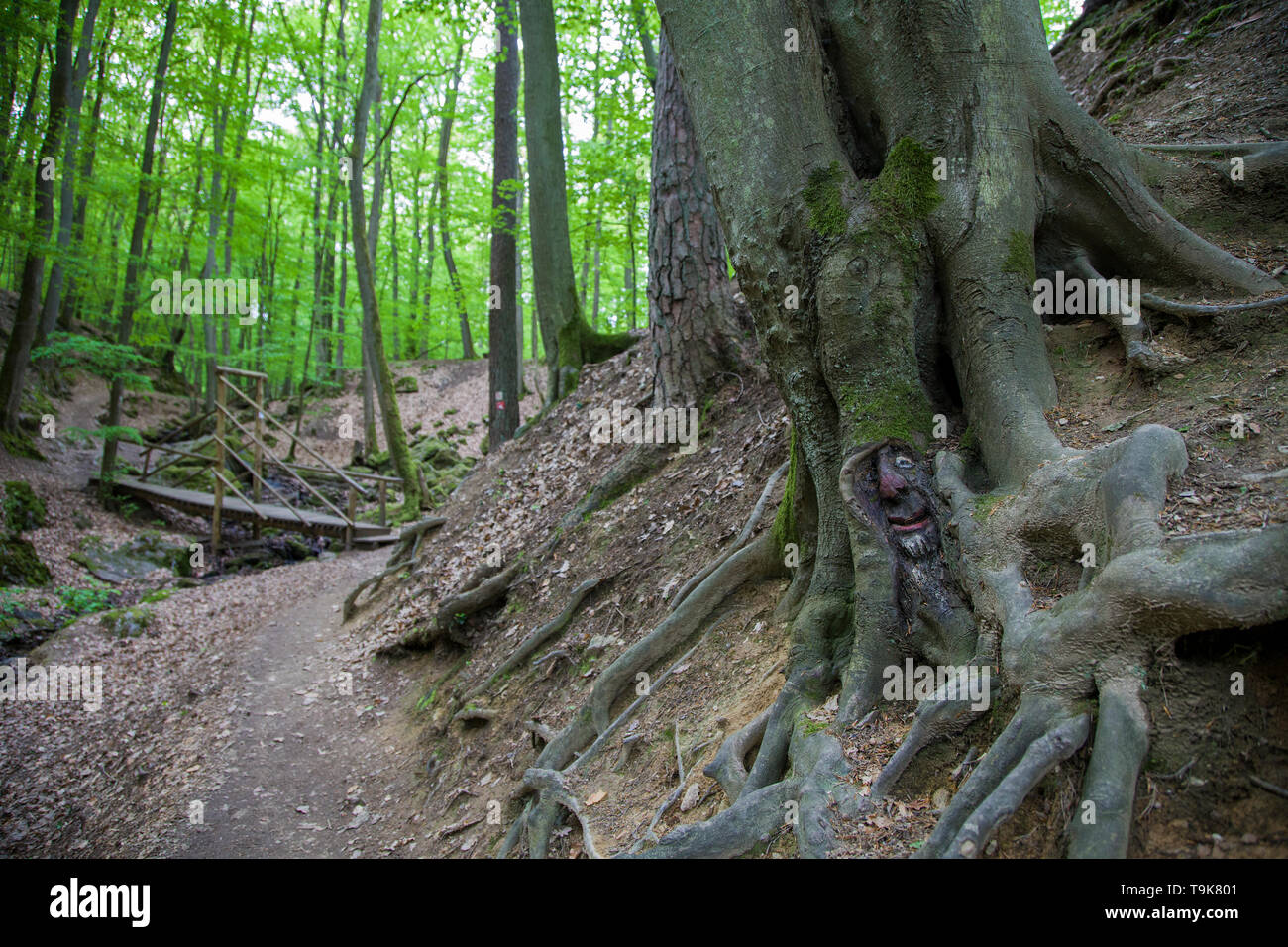 Volto scolpito in un tronco di albero, Steckeschlääfer-Klamm, Binger foresta, Bingen sul Reno, Renania-Palatinato, Germania Foto Stock