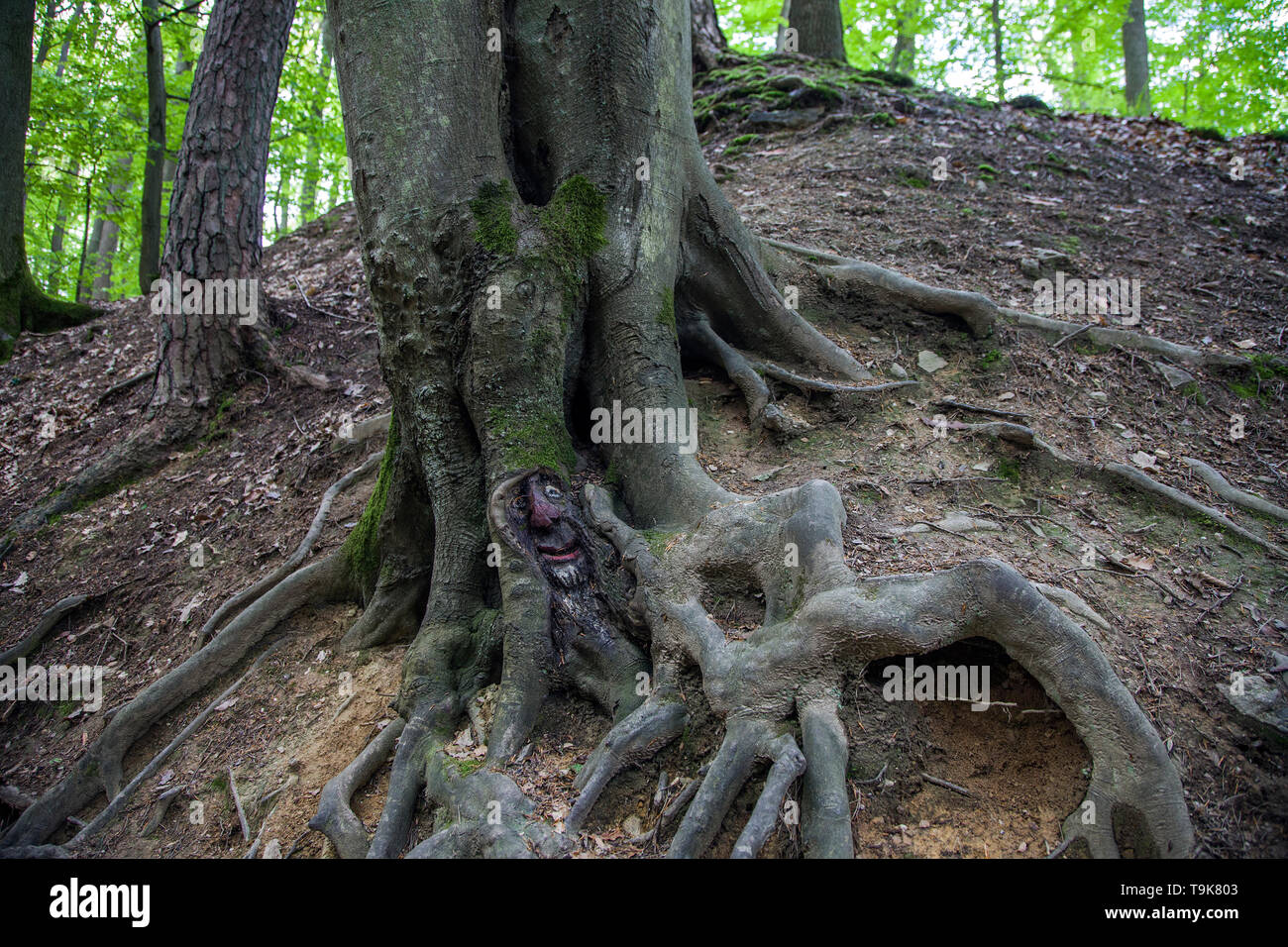 Volto scolpito in un tronco di albero, Steckeschlääfer-Klamm, Binger foresta, Bingen sul Reno, Renania-Palatinato, Germania Foto Stock