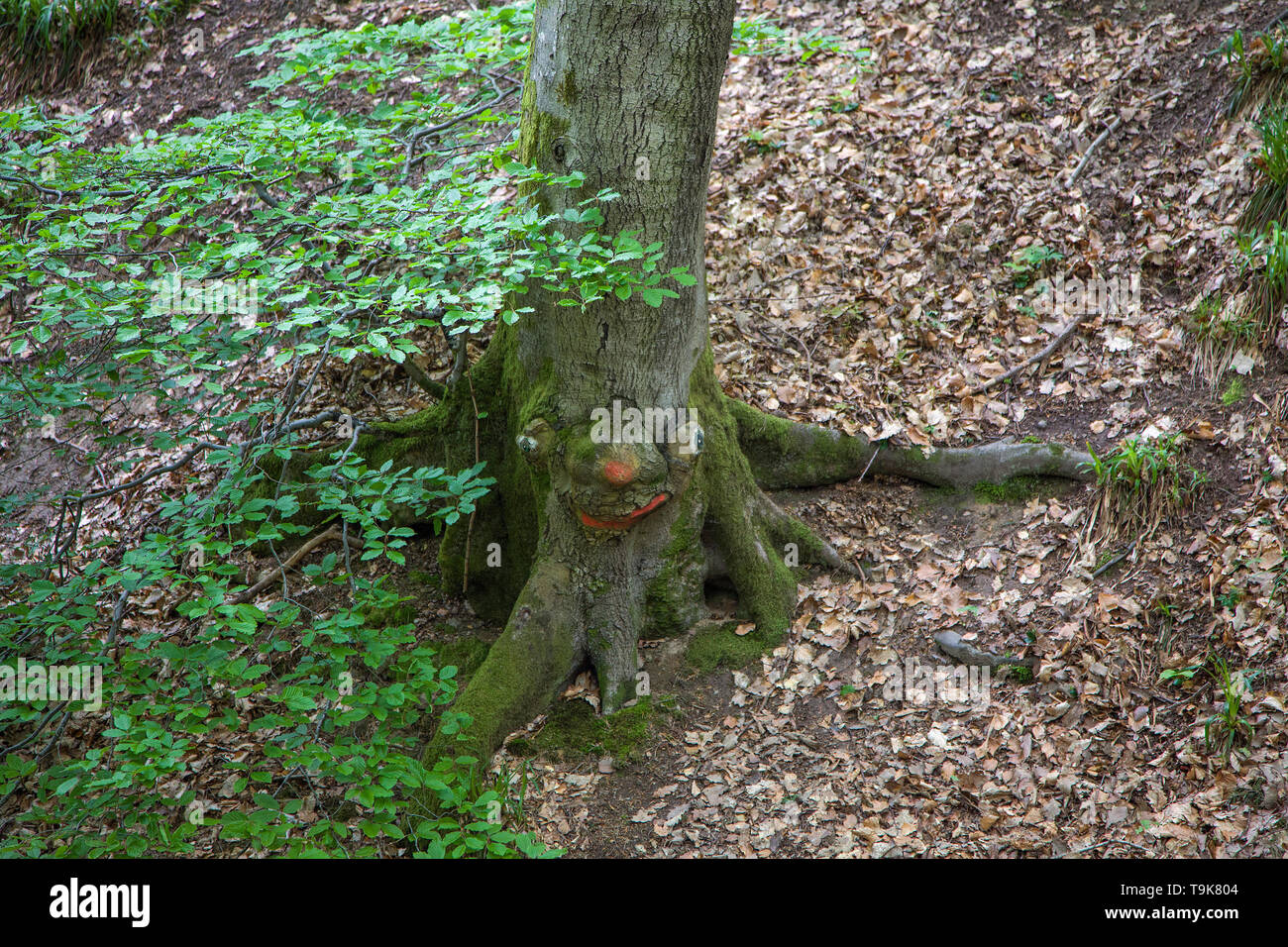 Volto scolpito in un tronco di albero, Steckeschlääfer-Klamm, Binger foresta, Bingen sul Reno, Renania-Palatinato, Germania Foto Stock