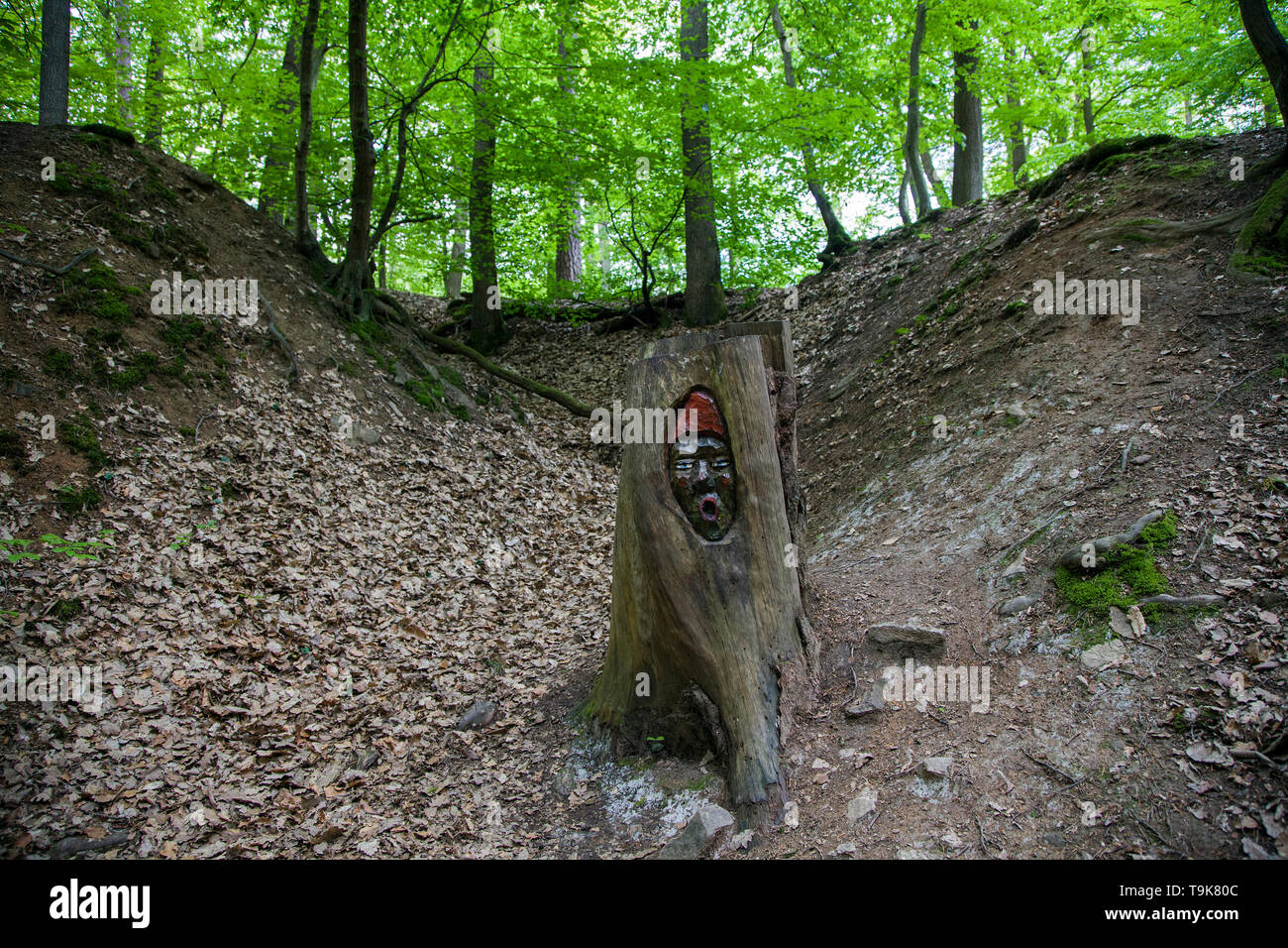 Volto scolpito in un ceppo di albero, Steckeschlääfer-Klamm, Binger foresta, Bingen sul Reno, Renania-Palatinato, Germania Foto Stock
