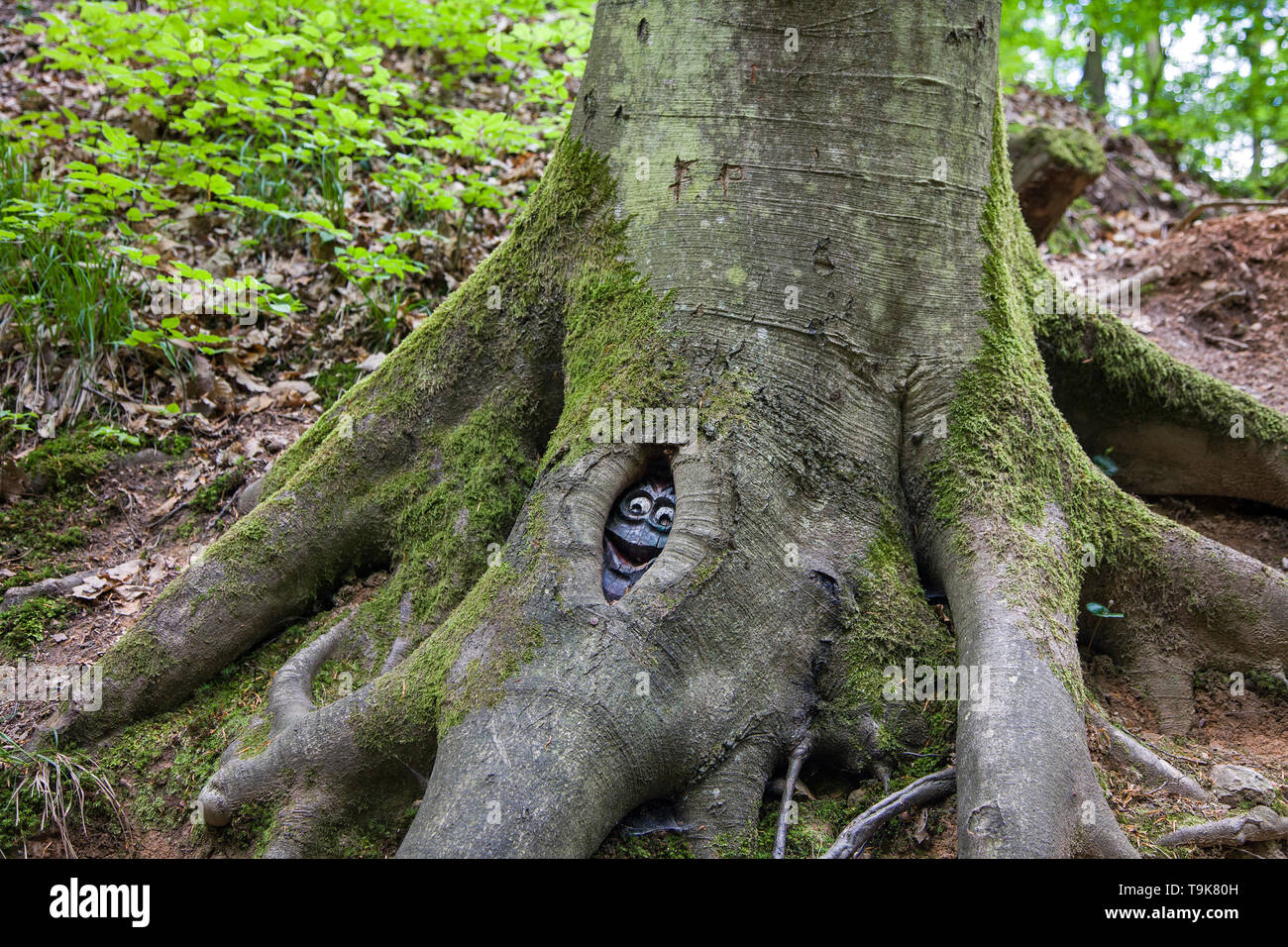 Volto scolpito in un tronco di albero, Steckeschlääfer-Klamm, Binger foresta, Bingen sul Reno, Renania-Palatinato, Germania Foto Stock