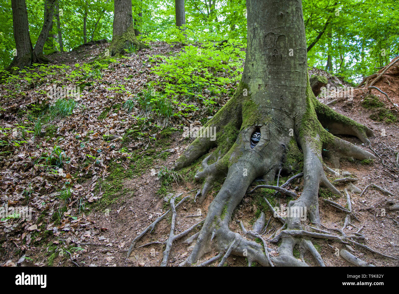 Volto scolpito in un tronco di albero, Steckeschlääfer-Klamm, Binger foresta, Bingen sul Reno, Renania-Palatinato, Germania Foto Stock