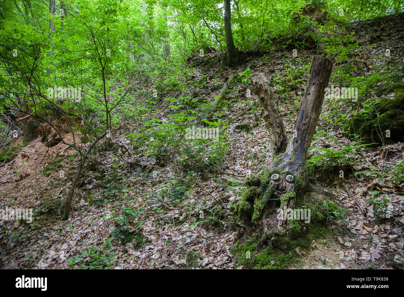 Volto scolpito in un ceppo di albero, Steckeschlääfer-Klamm, Binger foresta, Bingen sul Reno, Renania-Palatinato, Germania Foto Stock