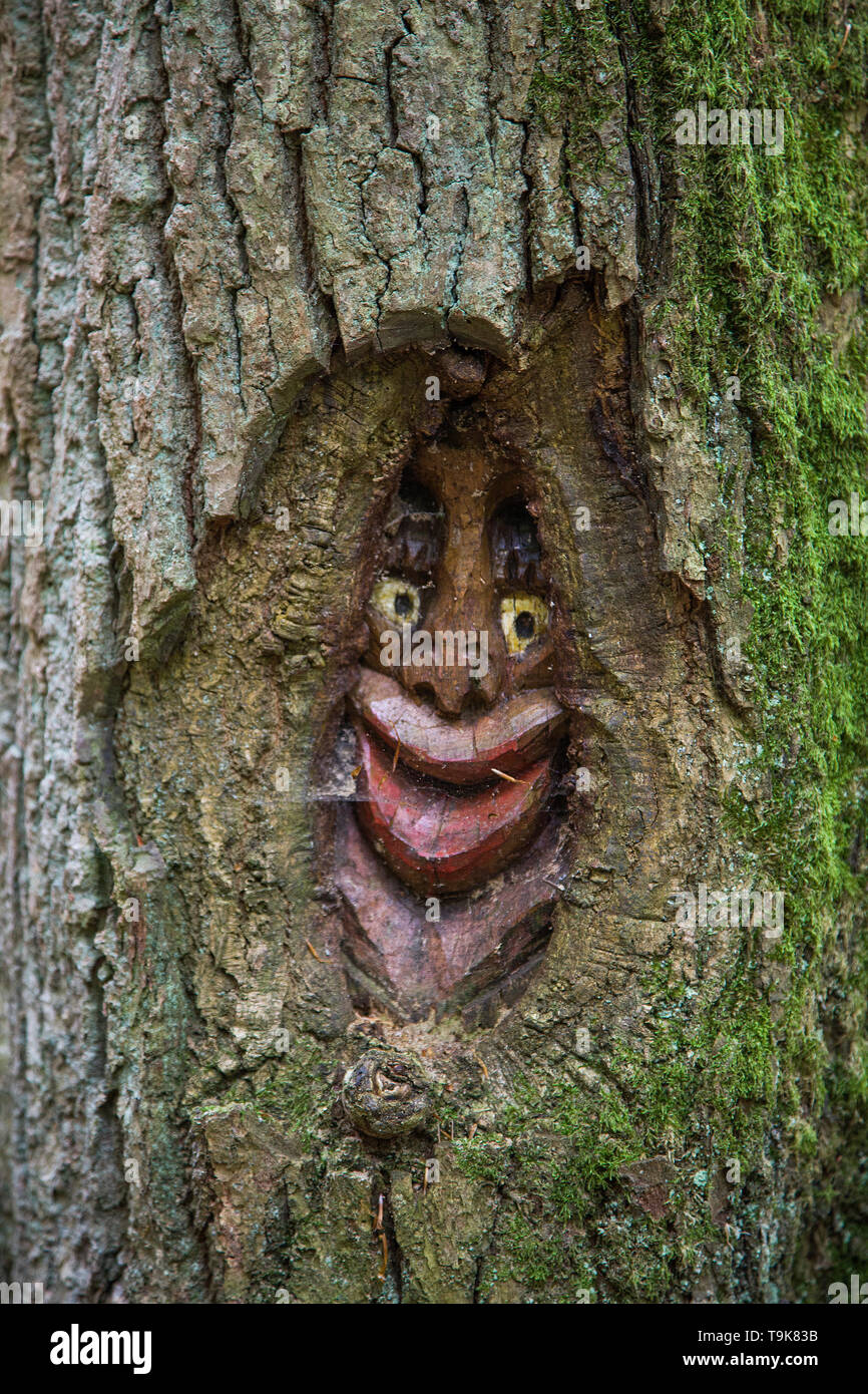 Volto scolpito in un tronco di albero, Steckeschlääfer-Klamm, Binger foresta, Bingen sul Reno, Renania-Palatinato, Germania Foto Stock