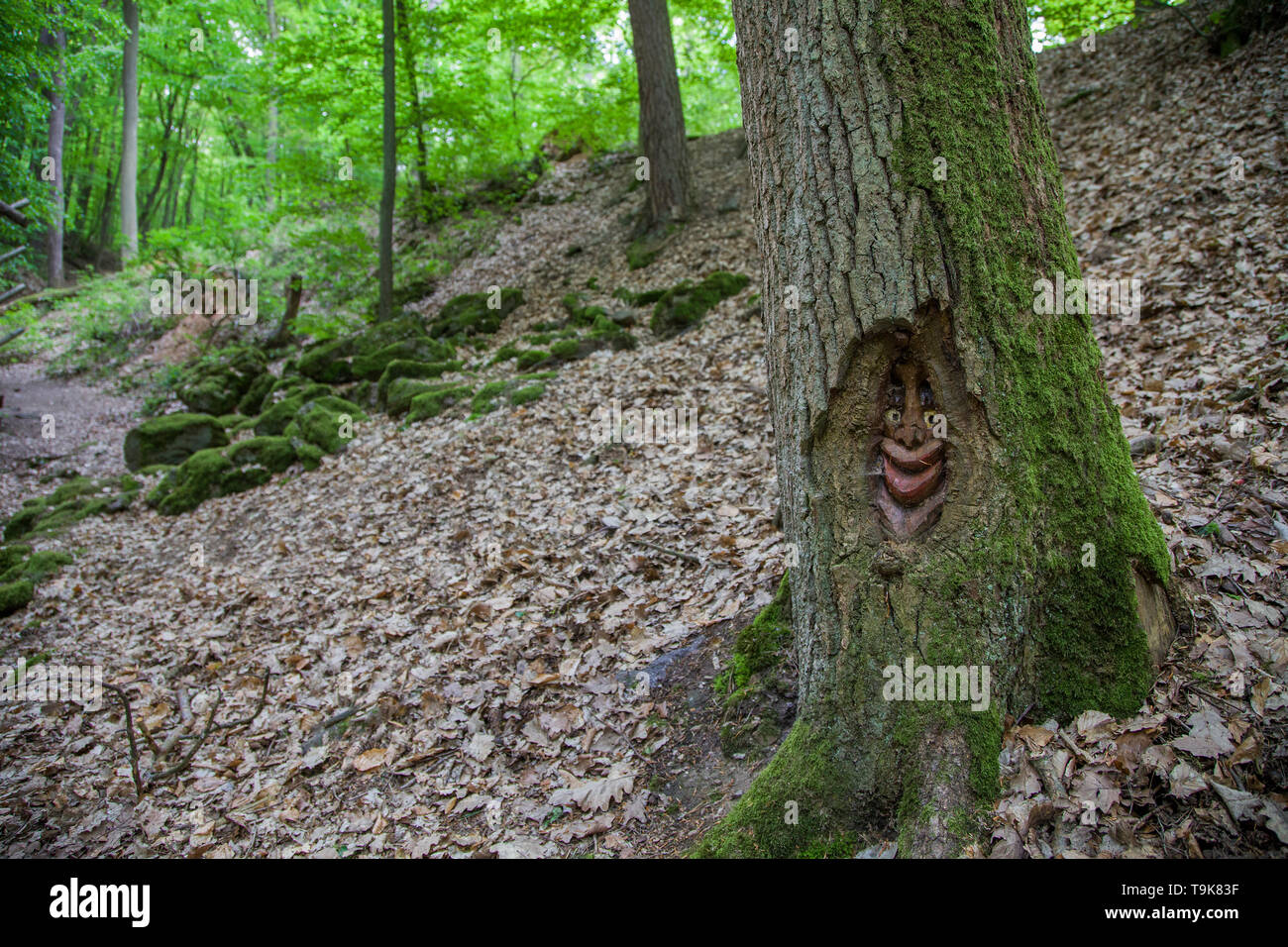 Volto scolpito in un tronco di albero, Steckeschlääfer-Klamm, Binger foresta, Bingen sul Reno, Renania-Palatinato, Germania Foto Stock