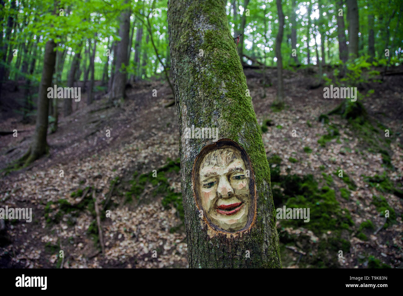 Volto scolpito in un tronco di albero, Steckeschlääfer-Klamm, Binger foresta, Bingen sul Reno, Renania-Palatinato, Germania Foto Stock