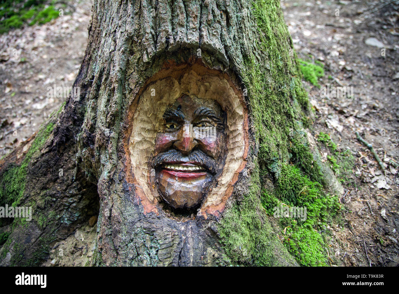 Volto scolpito in un tronco di albero, Steckeschlääfer-Klamm, Binger foresta, Bingen sul Reno, Renania-Palatinato, Germania Foto Stock