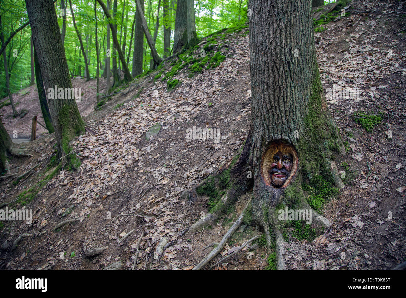 Volto scolpito in un tronco di albero, Steckeschlääfer-Klamm, Binger foresta, Bingen sul Reno, Renania-Palatinato, Germania Foto Stock