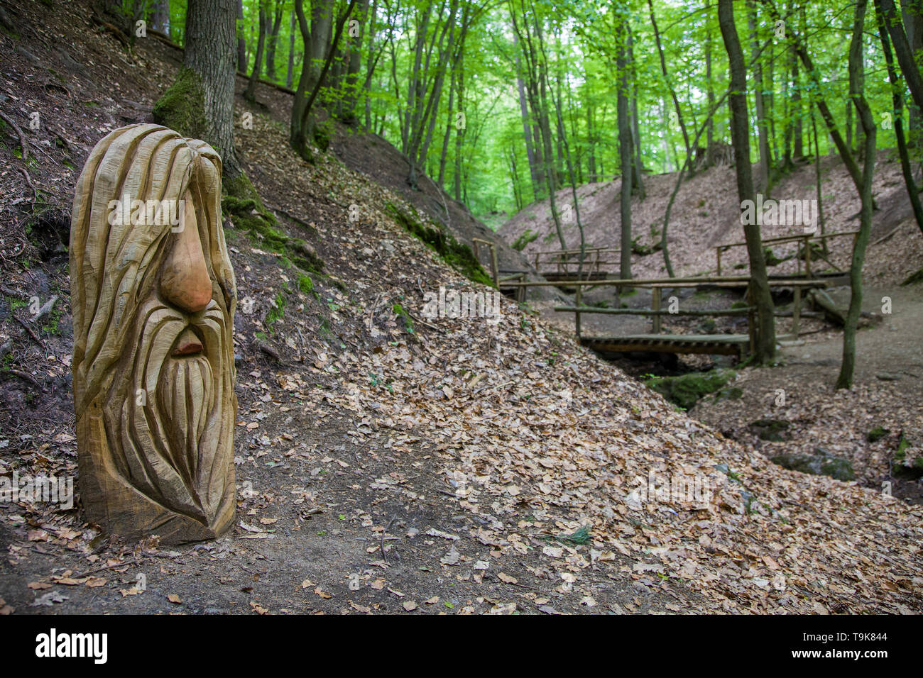 Volto scolpito su un ceppo di albero, Steckeschlääfer-Klamm, Binger foresta, Bingen sul Reno, Renania-Palatinato, Germania Foto Stock