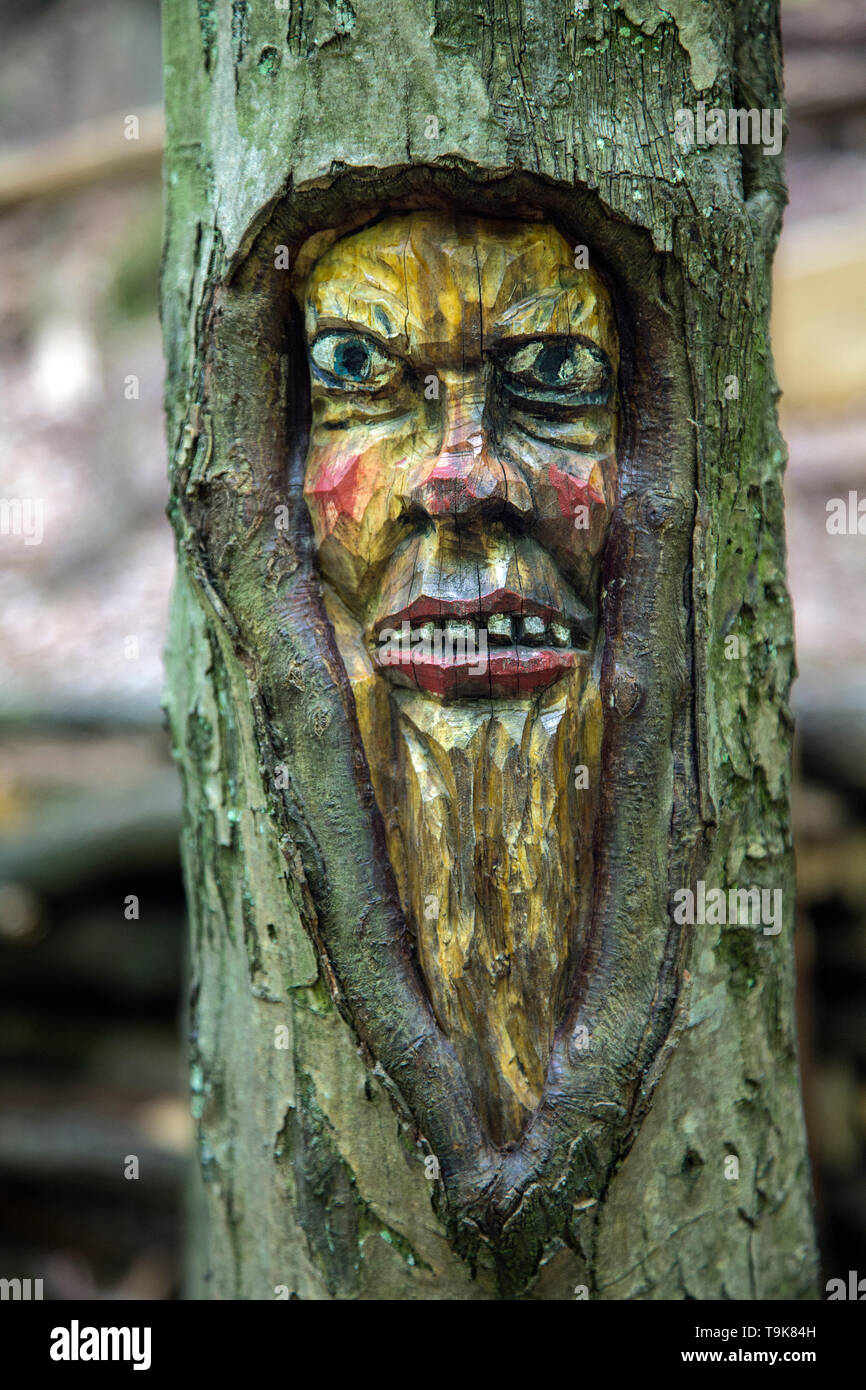 Volto scolpito in un tronco di albero, Steckeschlääfer-Klamm, Binger foresta, Bingen sul Reno, Renania-Palatinato, Germania Foto Stock