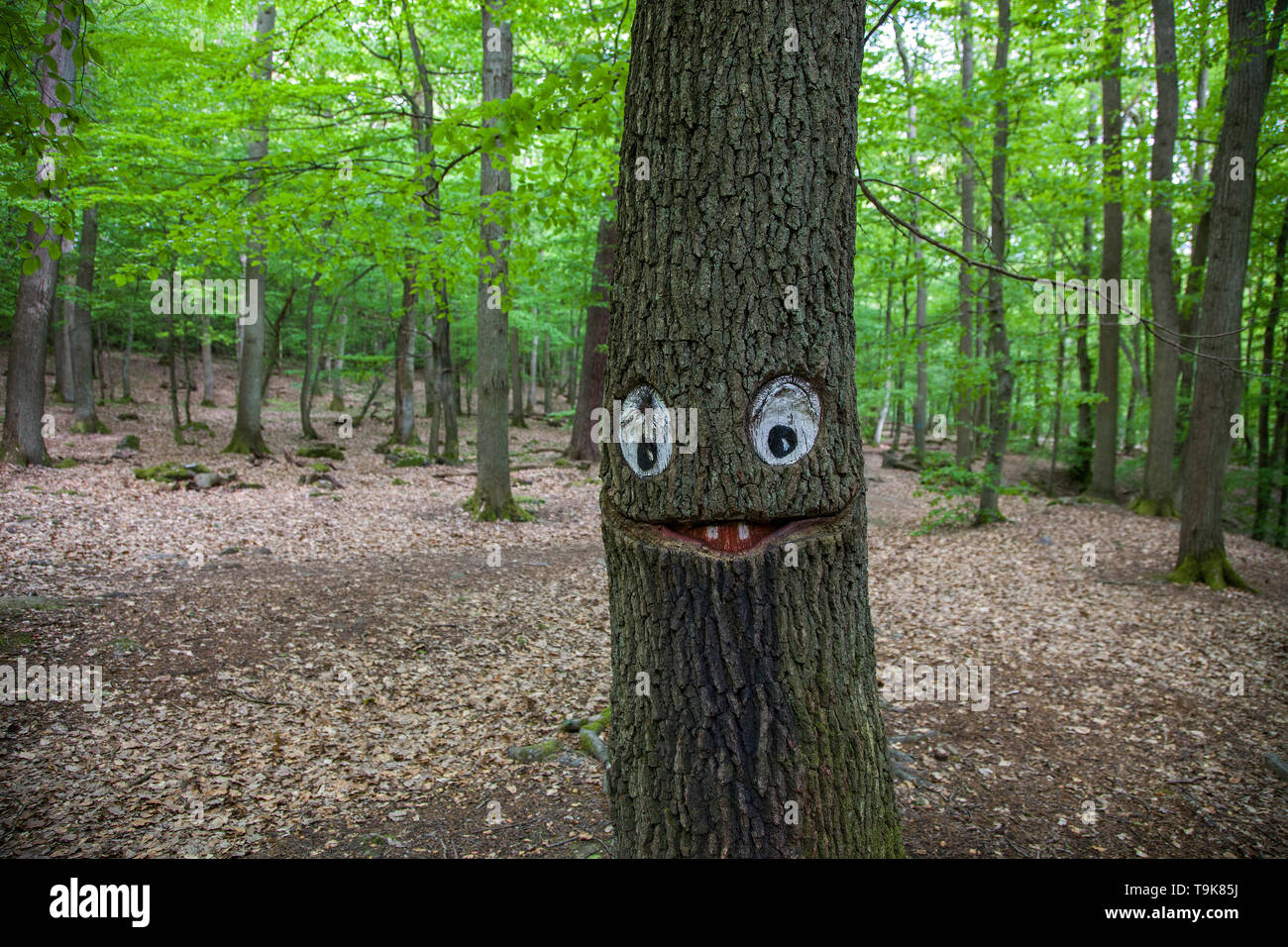 Volto scolpito in un tronco di albero, Steckeschlääfer-Klamm, Binger foresta, Bingen sul Reno, Renania-Palatinato, Germania Foto Stock