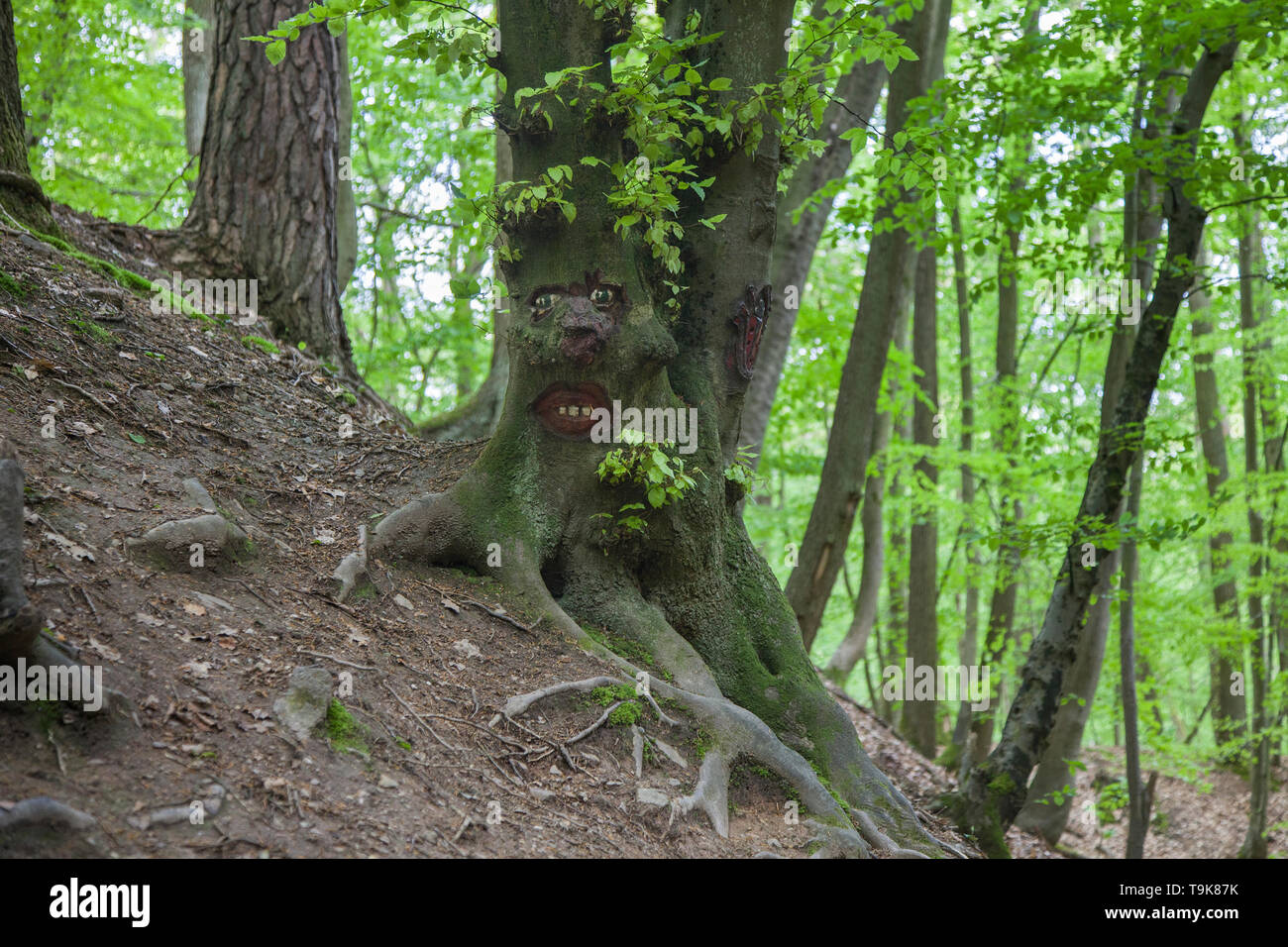 Volto scolpito in un tronco di albero, Steckeschlääfer-Klamm, Binger foresta, Bingen sul Reno, Renania-Palatinato, Germania Foto Stock