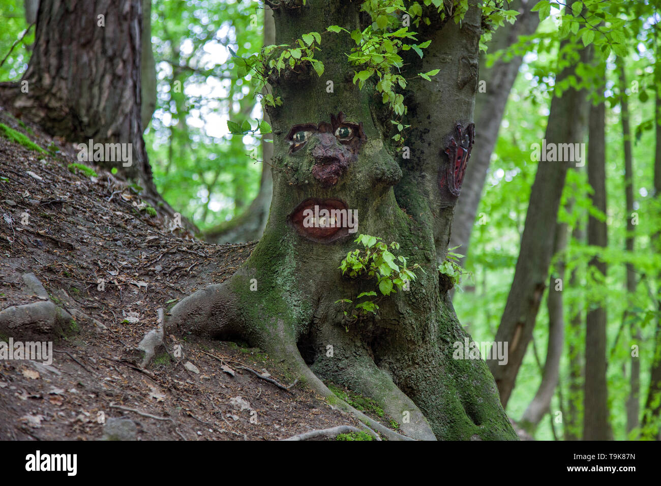 Volto scolpito in un tronco di albero, Steckeschlääfer-Klamm, Binger foresta, Bingen sul Reno, Renania-Palatinato, Germania Foto Stock