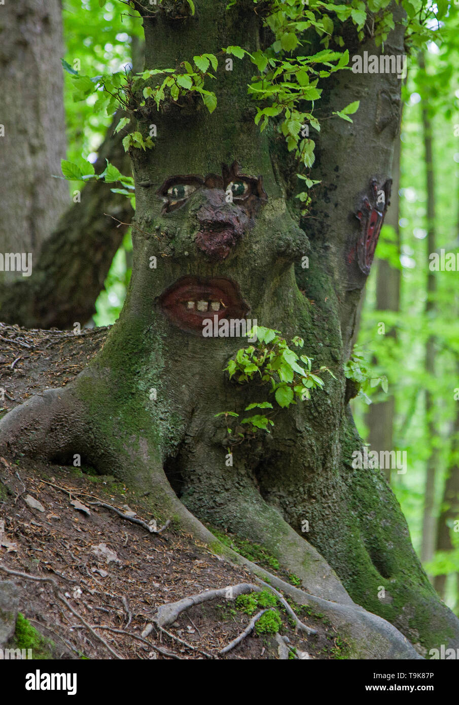 Volto scolpito in un tronco di albero, Steckeschlääfer-Klamm, Binger foresta, Bingen sul Reno, Renania-Palatinato, Germania Foto Stock