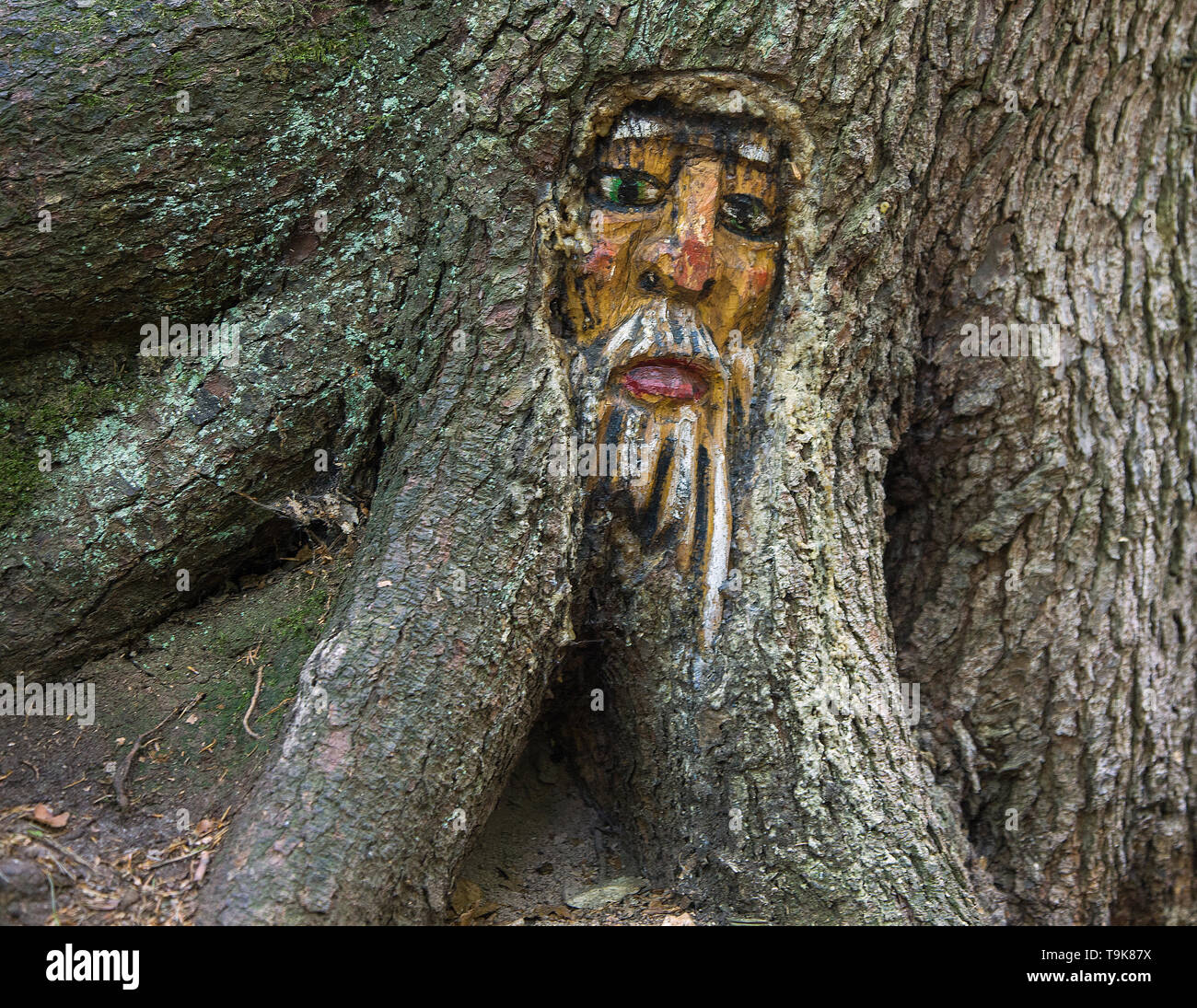 Volto scolpito in un tronco di albero, Steckeschlääfer-Klamm, Binger foresta, Bingen sul Reno, Renania-Palatinato, Germania Foto Stock