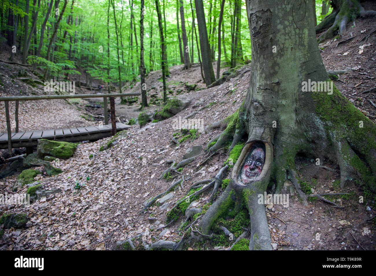 Volto scolpito in un tronco di albero, Steckeschlääfer-Klamm, Binger foresta, Bingen sul Reno, Renania-Palatinato, Germania Foto Stock