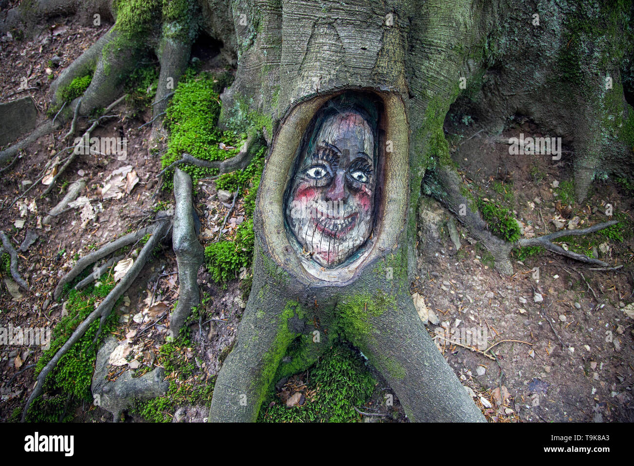 Volto scolpito in un tronco di albero, Steckeschlääfer-Klamm, Binger foresta, Bingen sul Reno, Renania-Palatinato, Germania Foto Stock