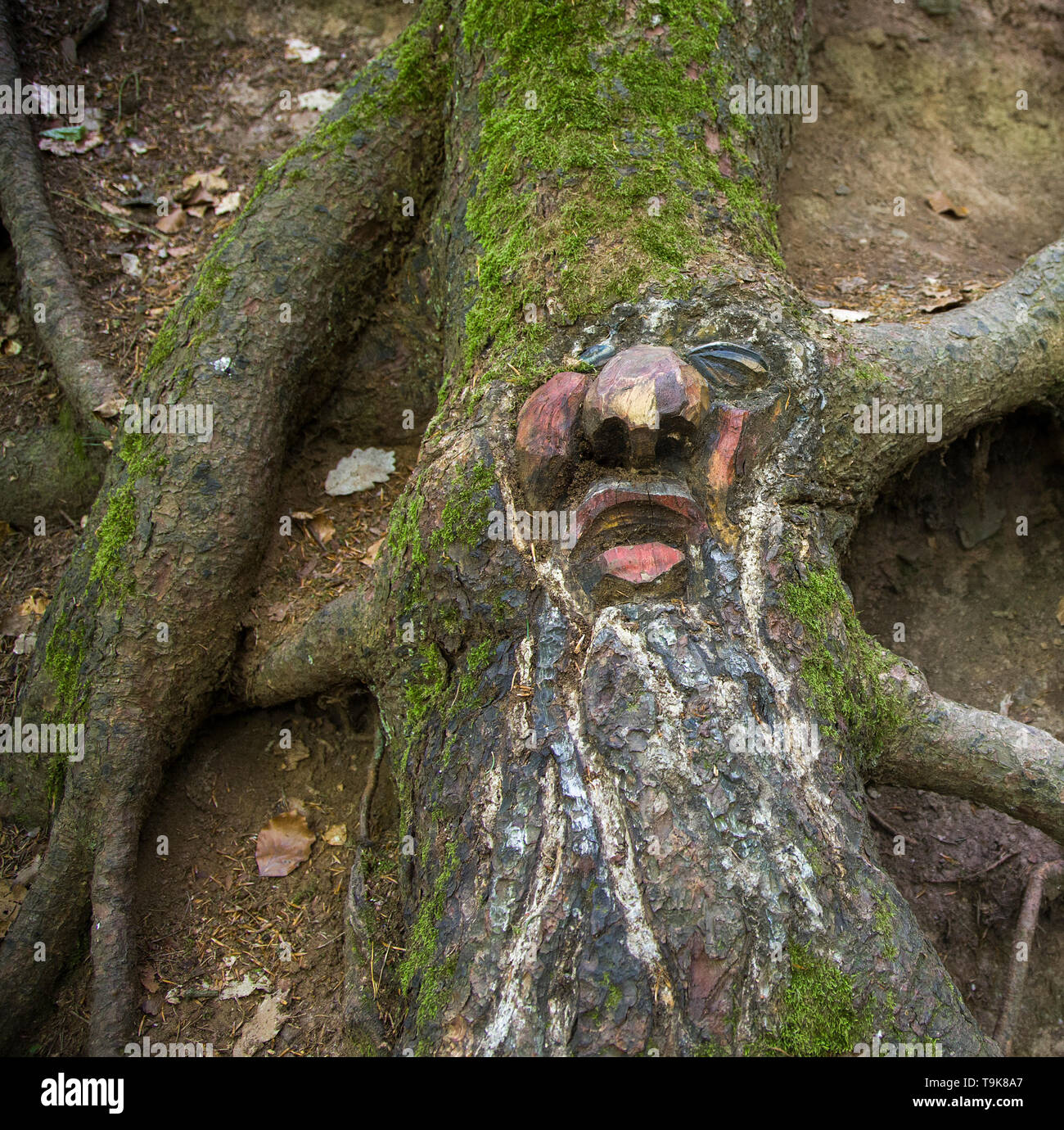 Volto scolpito in un tronco di albero, Steckeschlääfer-Klamm, Binger foresta, Bingen sul Reno, Renania-Palatinato, Germania Foto Stock