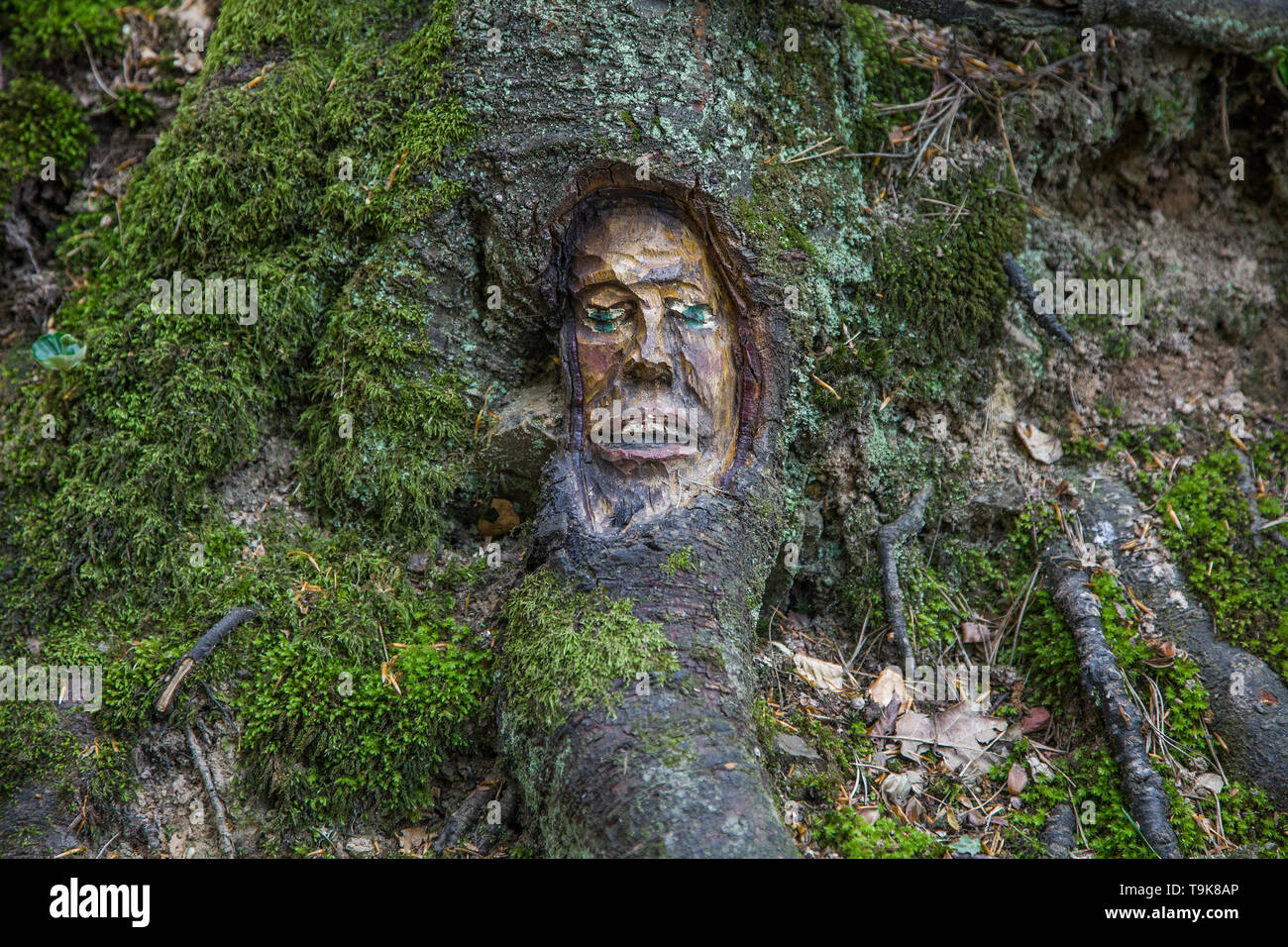 Volto scolpito in un tronco di albero, Steckeschlääfer-Klamm, Binger foresta, Bingen sul Reno, Renania-Palatinato, Germania Foto Stock