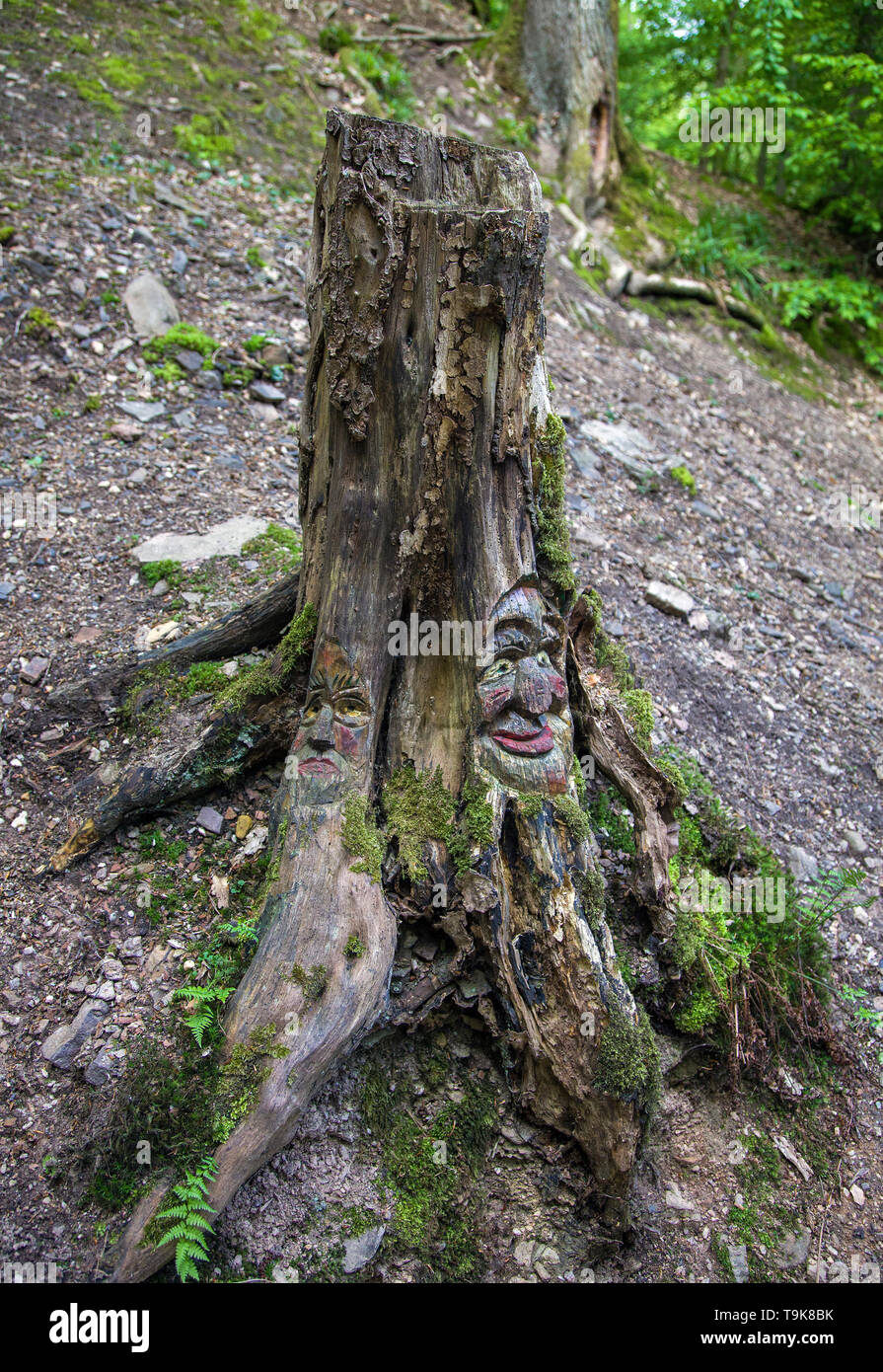 Volto scolpito in un ceppo di albero, Steckeschlääfer-Klamm, Binger foresta, Bingen sul Reno, Renania-Palatinato, Germania Foto Stock