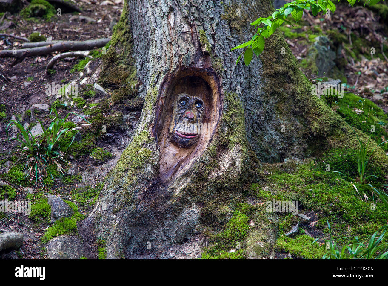 Volto scolpito in un tronco di albero, Steckeschlääfer-Klamm, Binger foresta, Bingen sul Reno, Renania-Palatinato, Germania Foto Stock