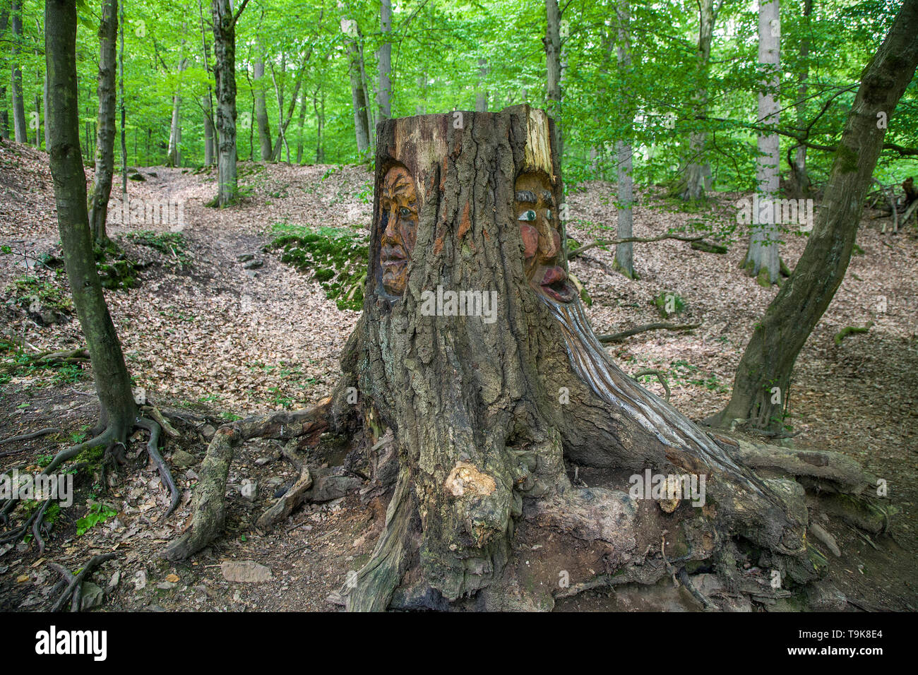 Facce scolpita in un ceppo di albero, Steckeschlääfer-Klamm, Binger foresta, Bingen sul Reno, Renania-Palatinato, Germania Foto Stock