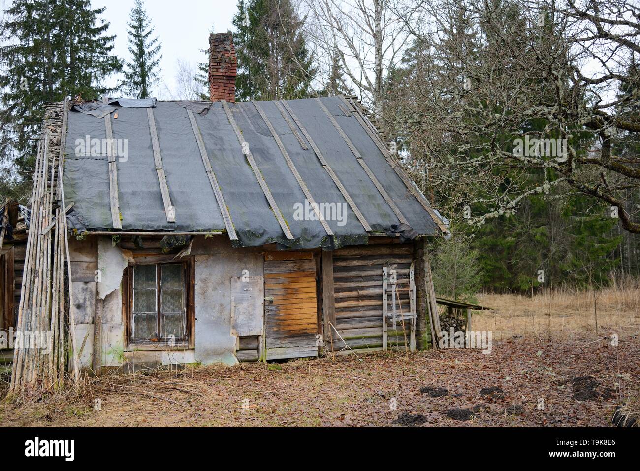 Abbandonata, abbandonato cottage, Muraka foresta, Estonia, aprile 2018. Foto Stock
