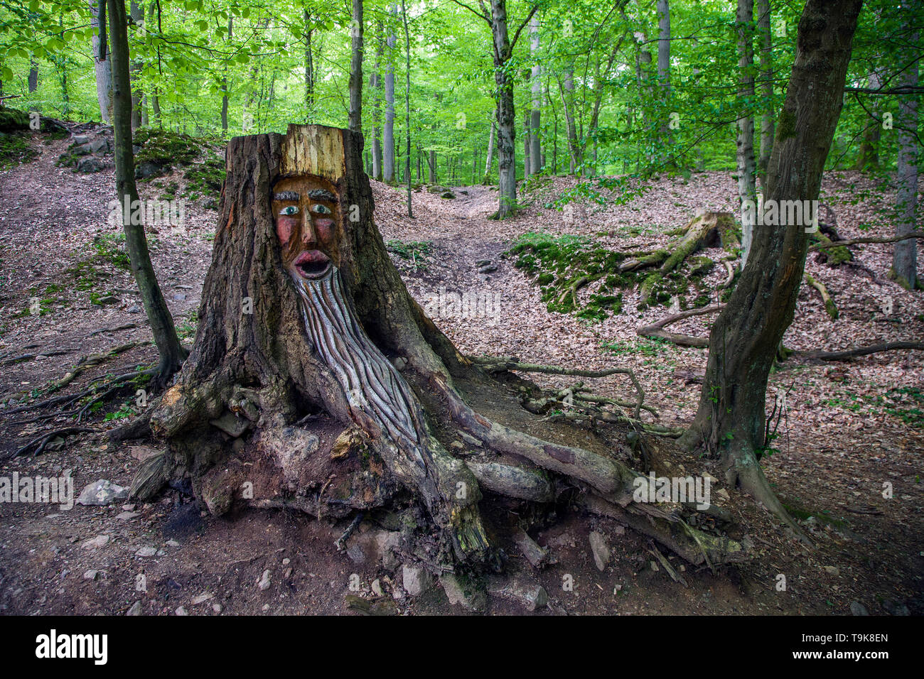 Volto scolpito in un ceppo di albero, Steckeschlääfer-Klamm, Binger foresta, Bingen sul Reno, Renania-Palatinato, Germania Foto Stock