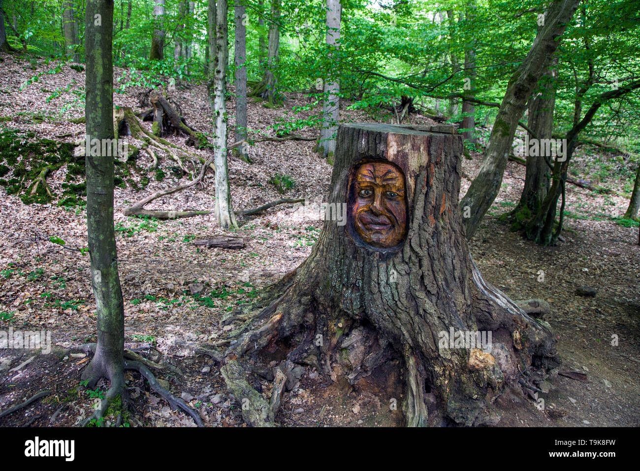 Volto scolpito in un ceppo di albero, Steckeschlääfer-Klamm, Binger foresta, Bingen sul Reno, Renania-Palatinato, Germania Foto Stock