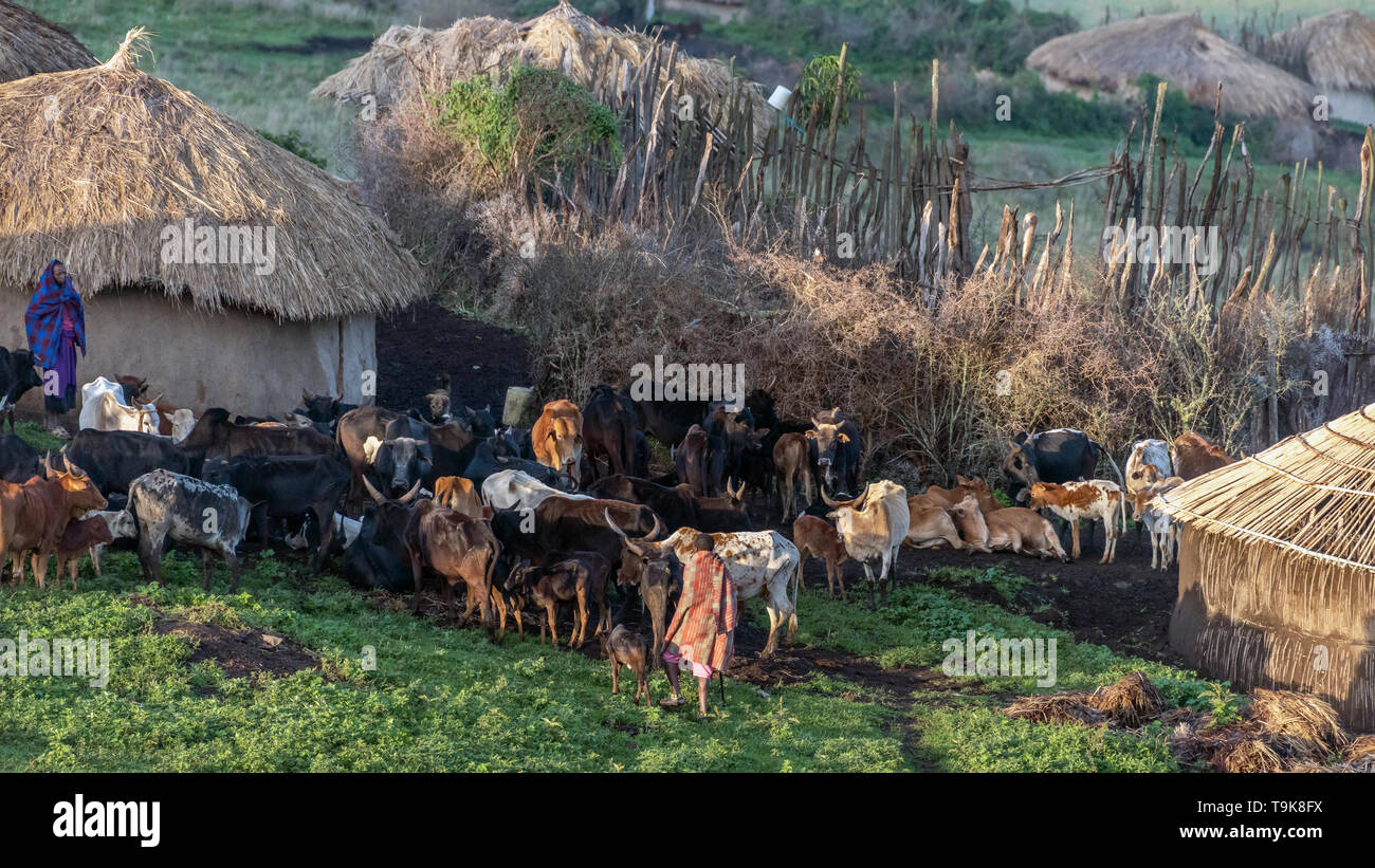 Inizio a separare le croste da vacche per la mungitura mattutina, Maasai boma, Ngorongoro Conservation Area, Tanzania Foto Stock