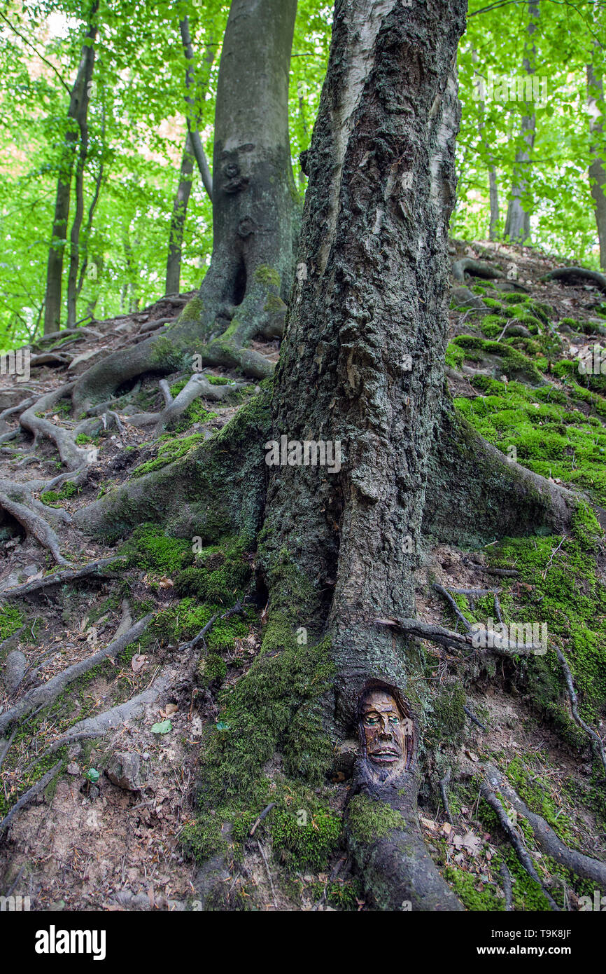 Volto scolpito in un tronco di albero, Steckeschlääfer-Klamm, Binger foresta, Bingen sul Reno, Renania-Palatinato, Germania Foto Stock
