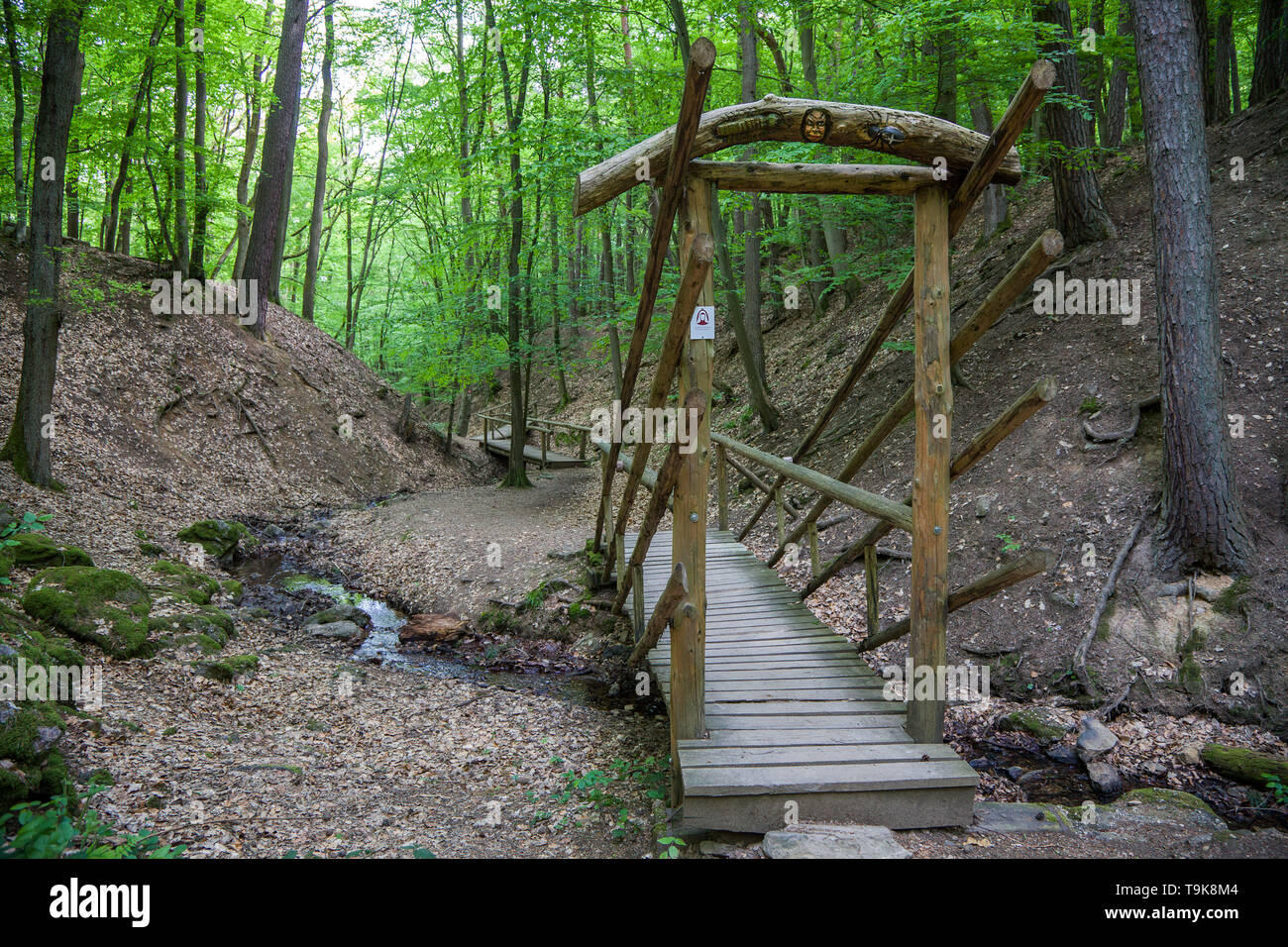 I ponti in legno sul torrente Hasselbach all escursionista trail Steckeschlääfer-Klamm, Binger foresta, Bingen sul Reno, Renania-Palatinato, Germania Foto Stock