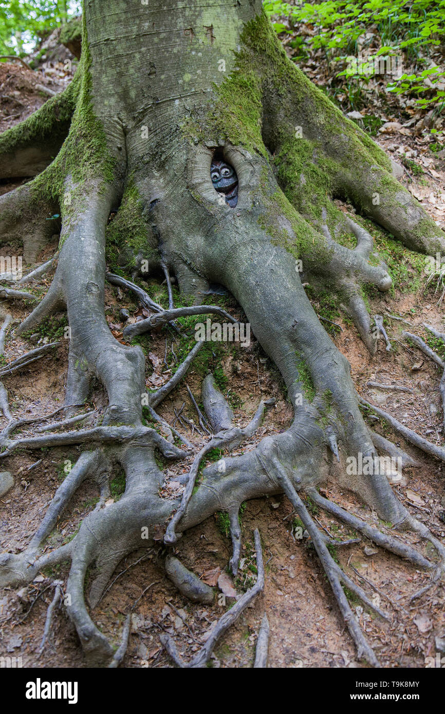 Volto scolpito in un tronco di albero, Steckeschlääfer-Klamm, Binger foresta, Bingen sul Reno, Renania-Palatinato, Germania Foto Stock