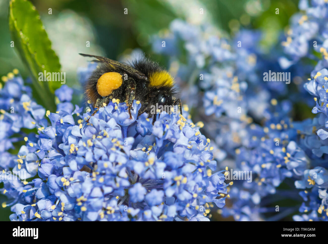 Lavoratore Bombus pratorum (Inizio Bumblebee) raccogliere il polline di un lilla californiano (Ceanothus) in primavera (maggio) nel West Sussex, Regno Unito.Bee. I bombi. Foto Stock
